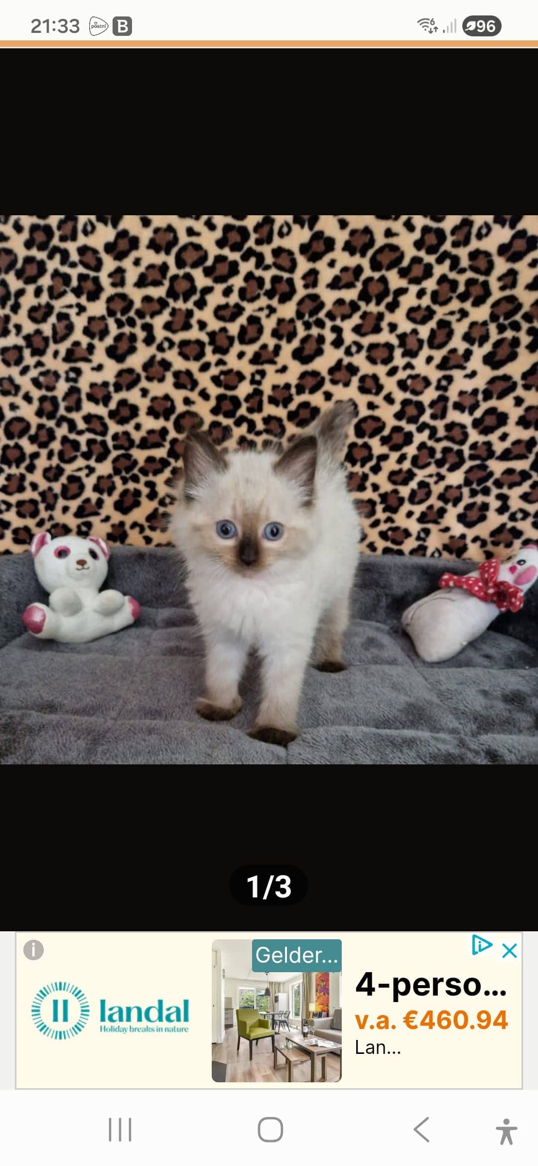 Ragdoll kitten te koop in Tilburg: Raszuivere ragdoll kittens