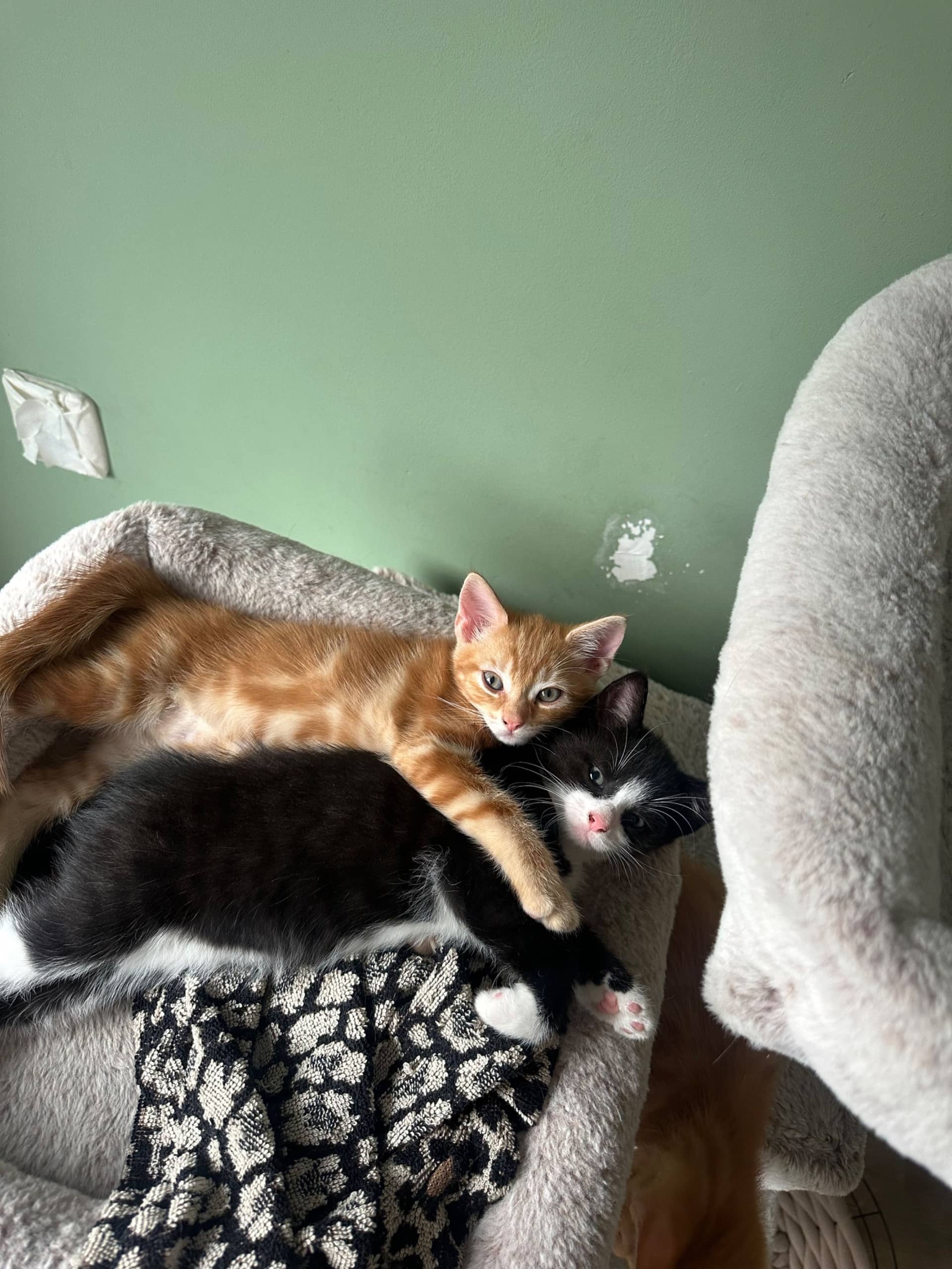 Huiskat kitten te koop in Huizen: Prachtige kittens zoeken een warm nieuw huis