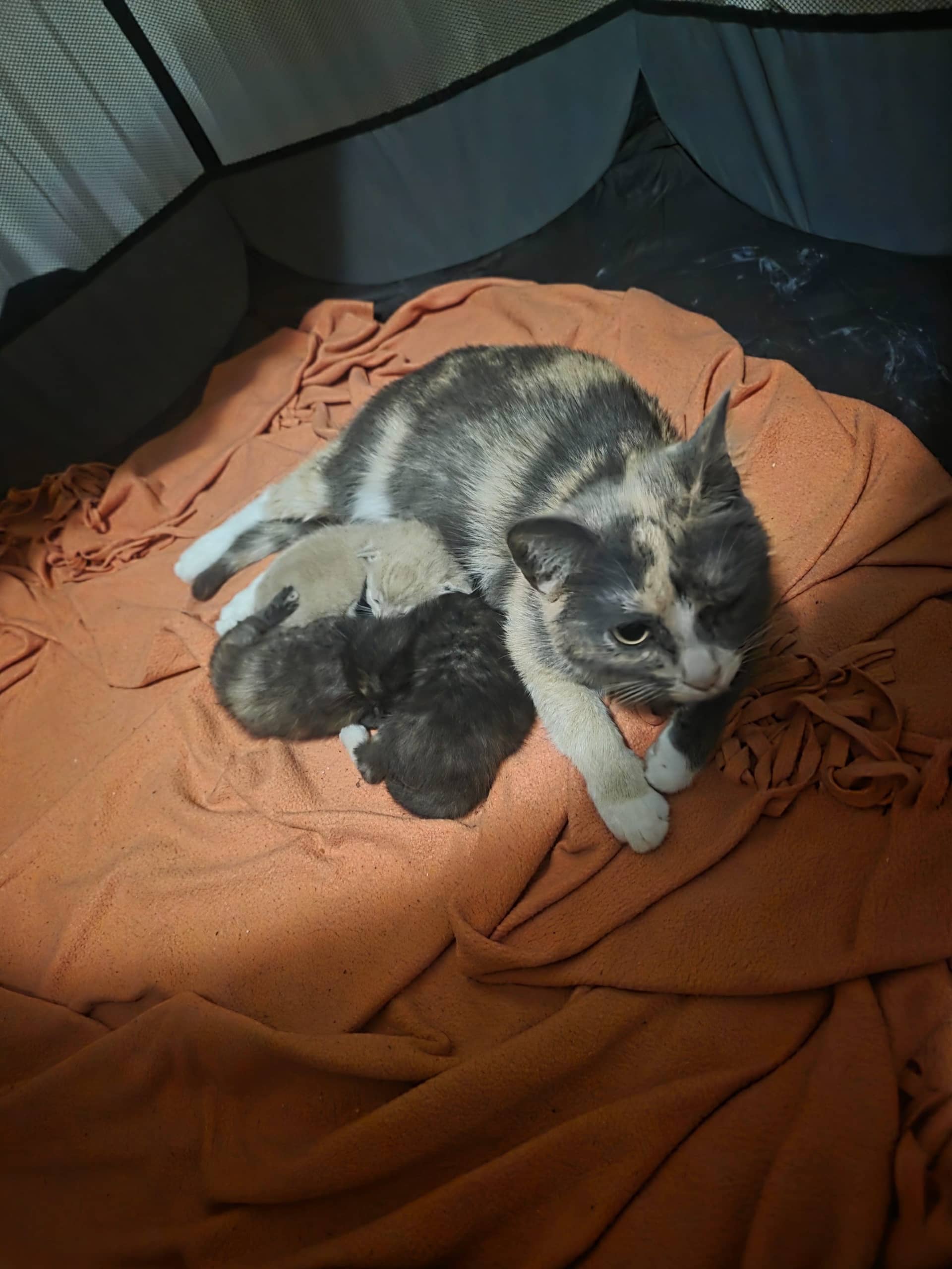 Huiskat kitten te koop in Landgraaf: Kitten vrouwtje