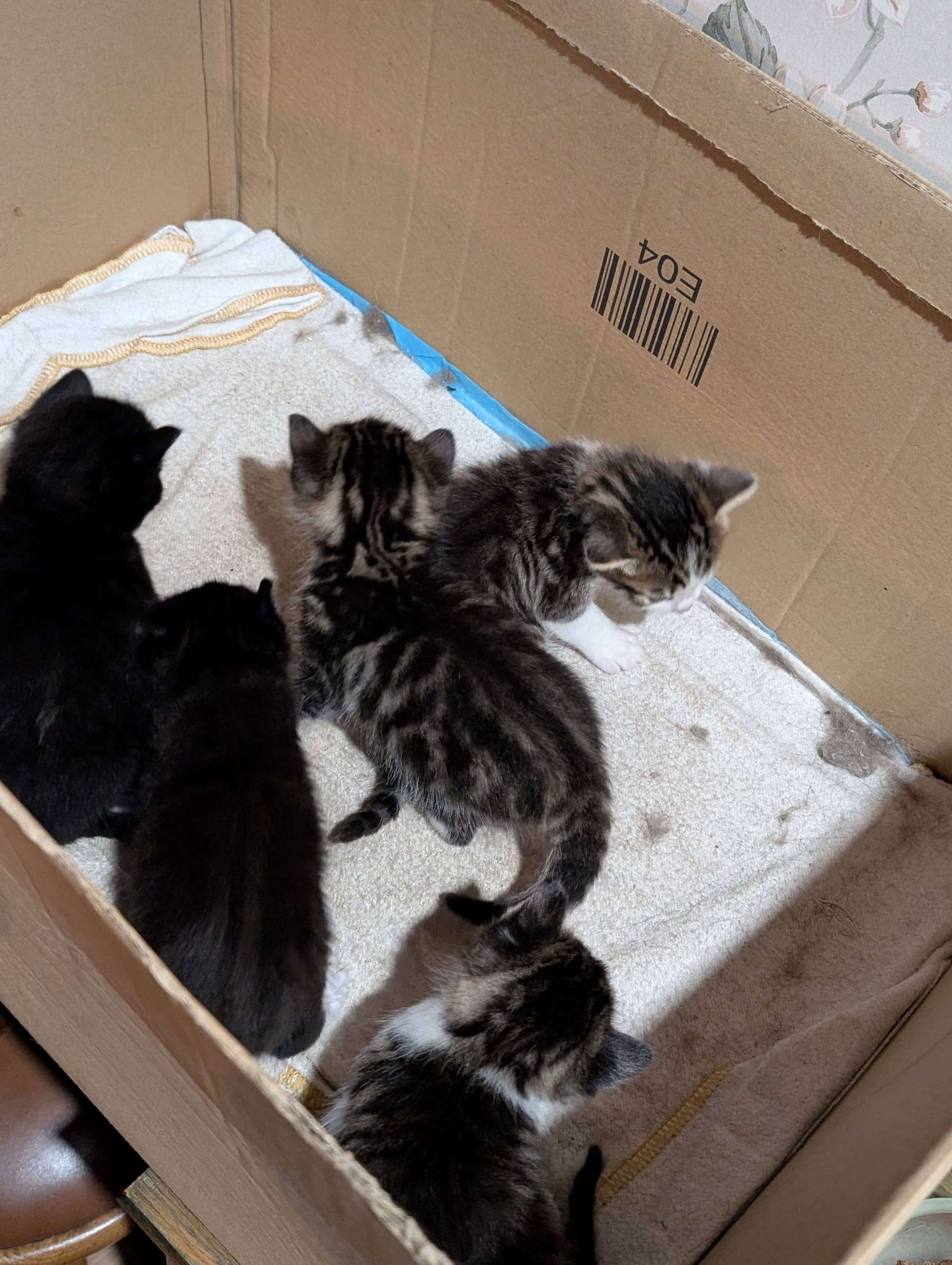 Noorse Boskat kitten te koop in Nijme: Noorse Boskat x kittens