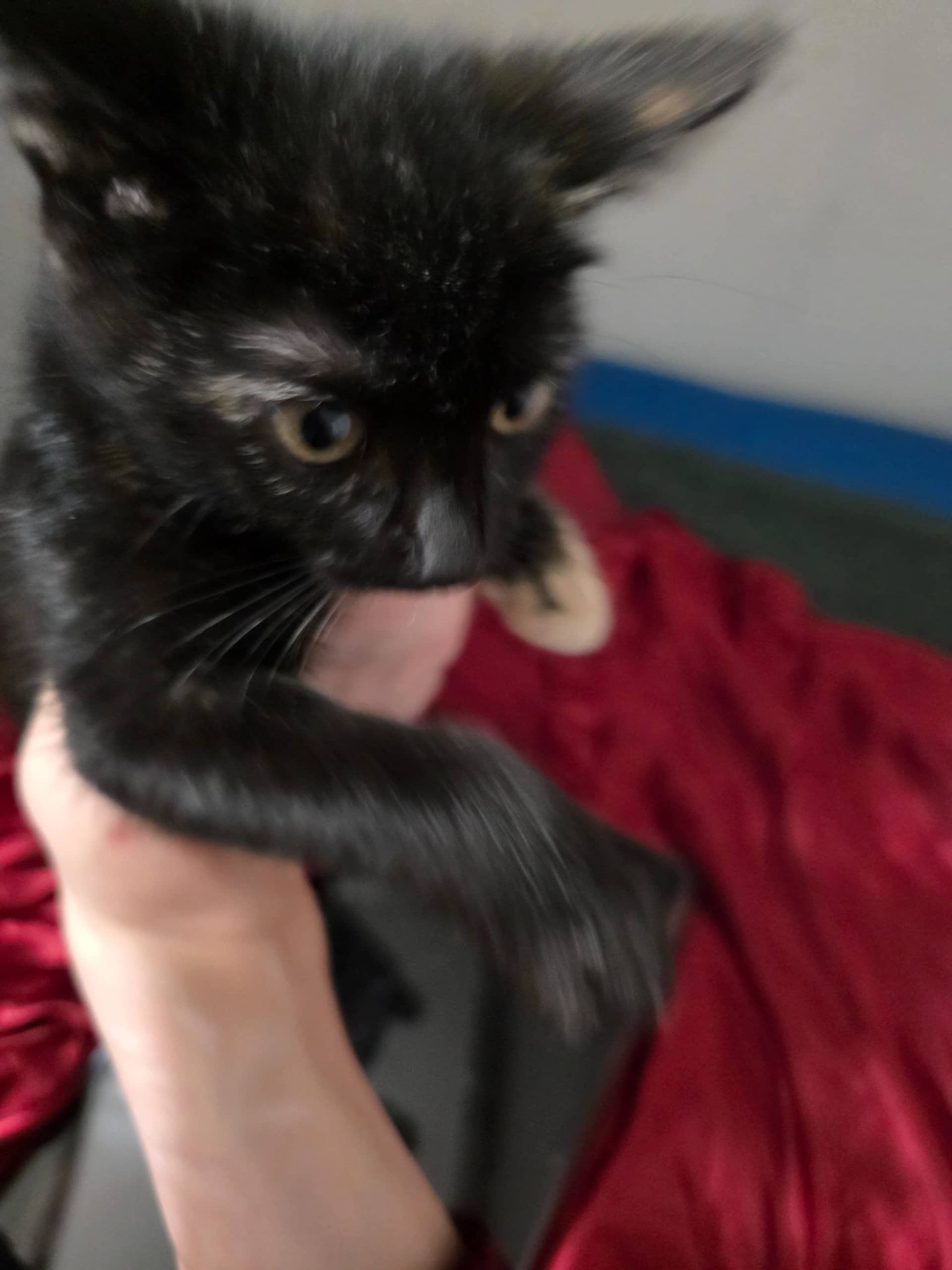 Huiskat kitten te koop in Leeuwarden: Herplaatsing kitten
