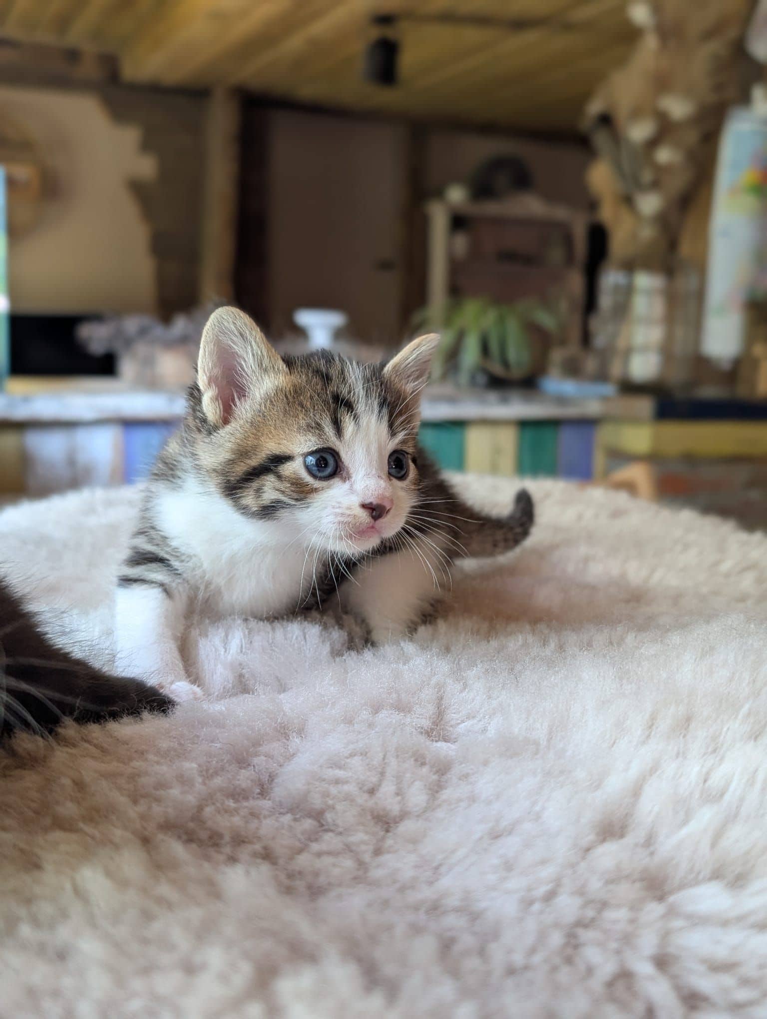 Noorse Boskat kitten te koop in Stadskanaal: Prachtige Noorse Boskat x kittens