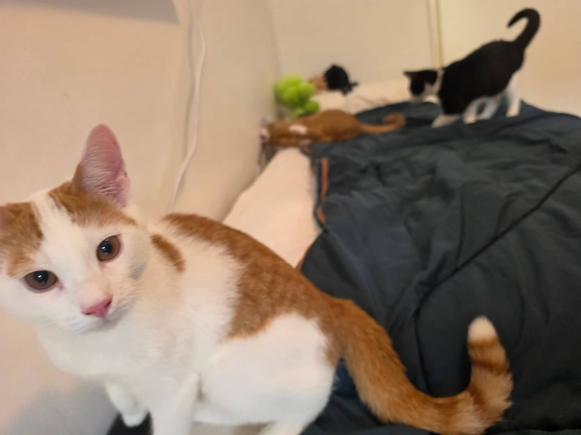 Huiskat kitten te koop in Marrum: Kittens kater zoeken liefdevol huis