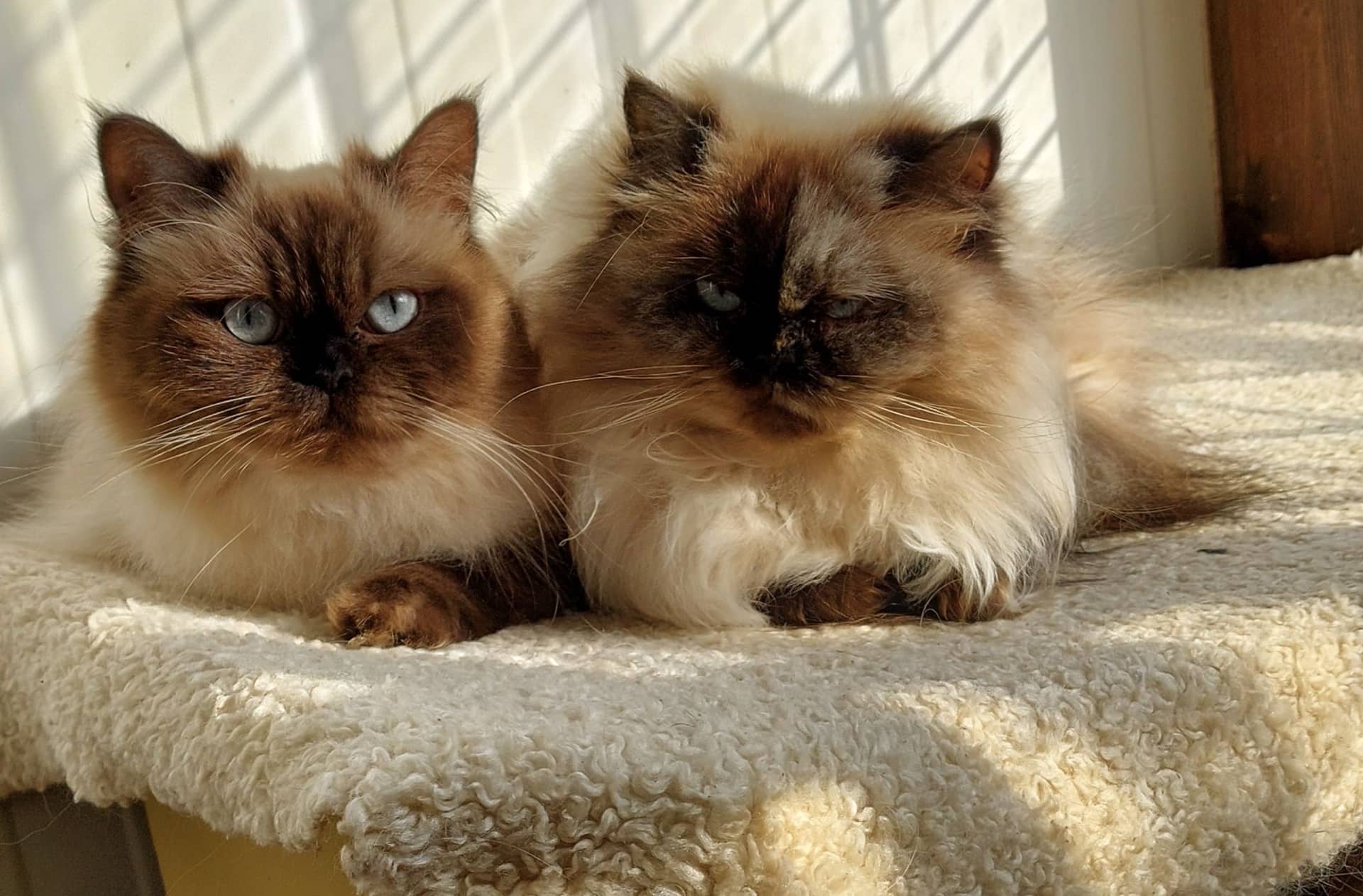 Pers kitten te koop in Gendringen: Herplaatsing van moeder en dochter Perz seal tortie colourpoint