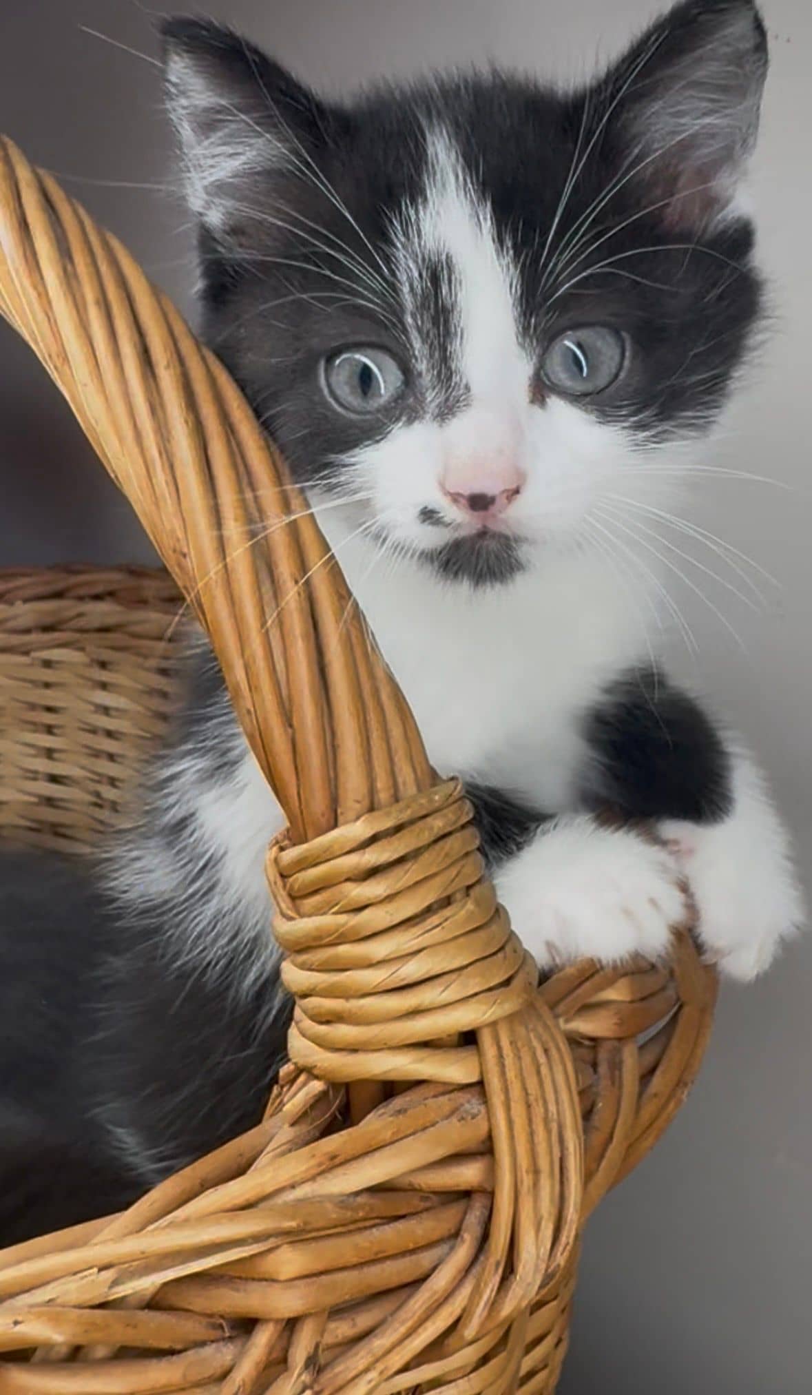 Europese Korthaar kitten te koop in Nijverdal: Prachtige Kitten zoekt vanaf begin Sept een thuis