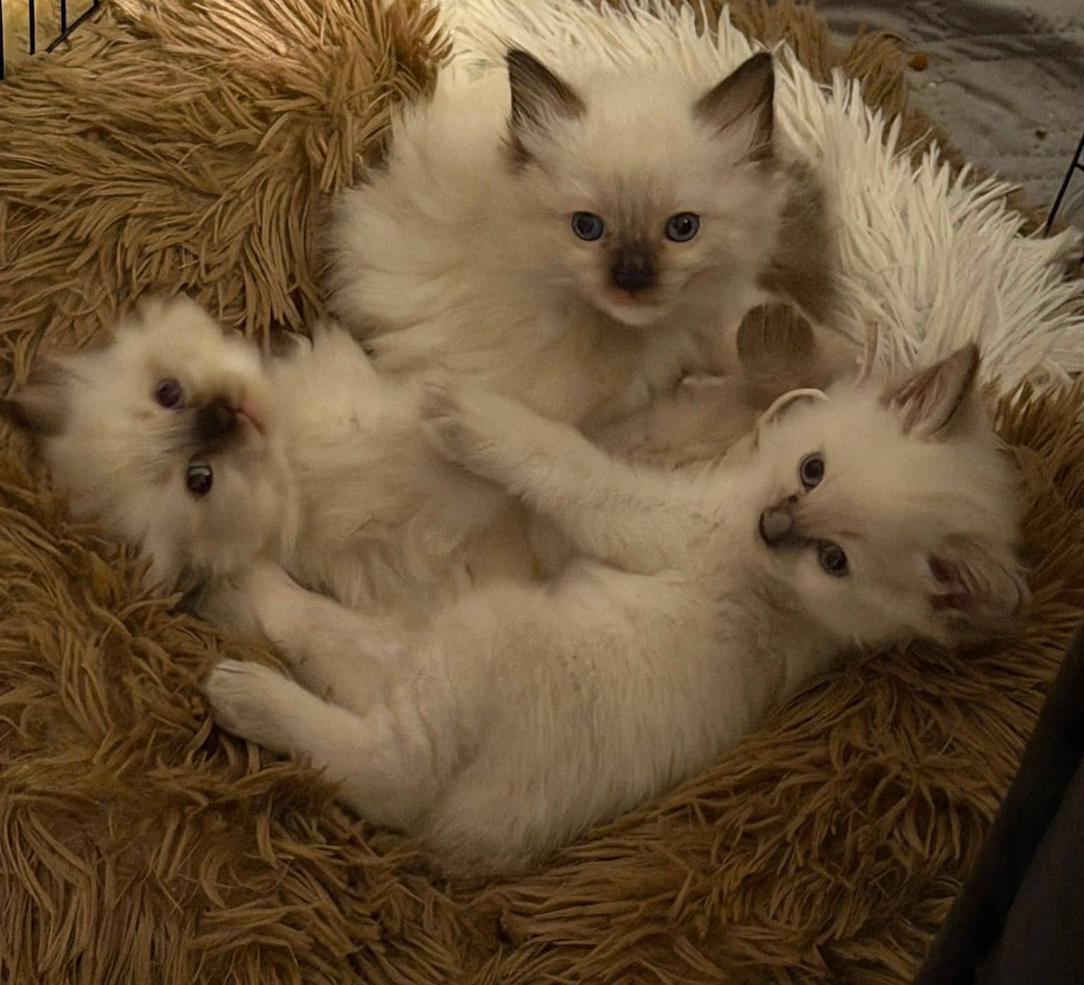 Ragdoll kitten te koop in Utrecht: Ragdoll kitten