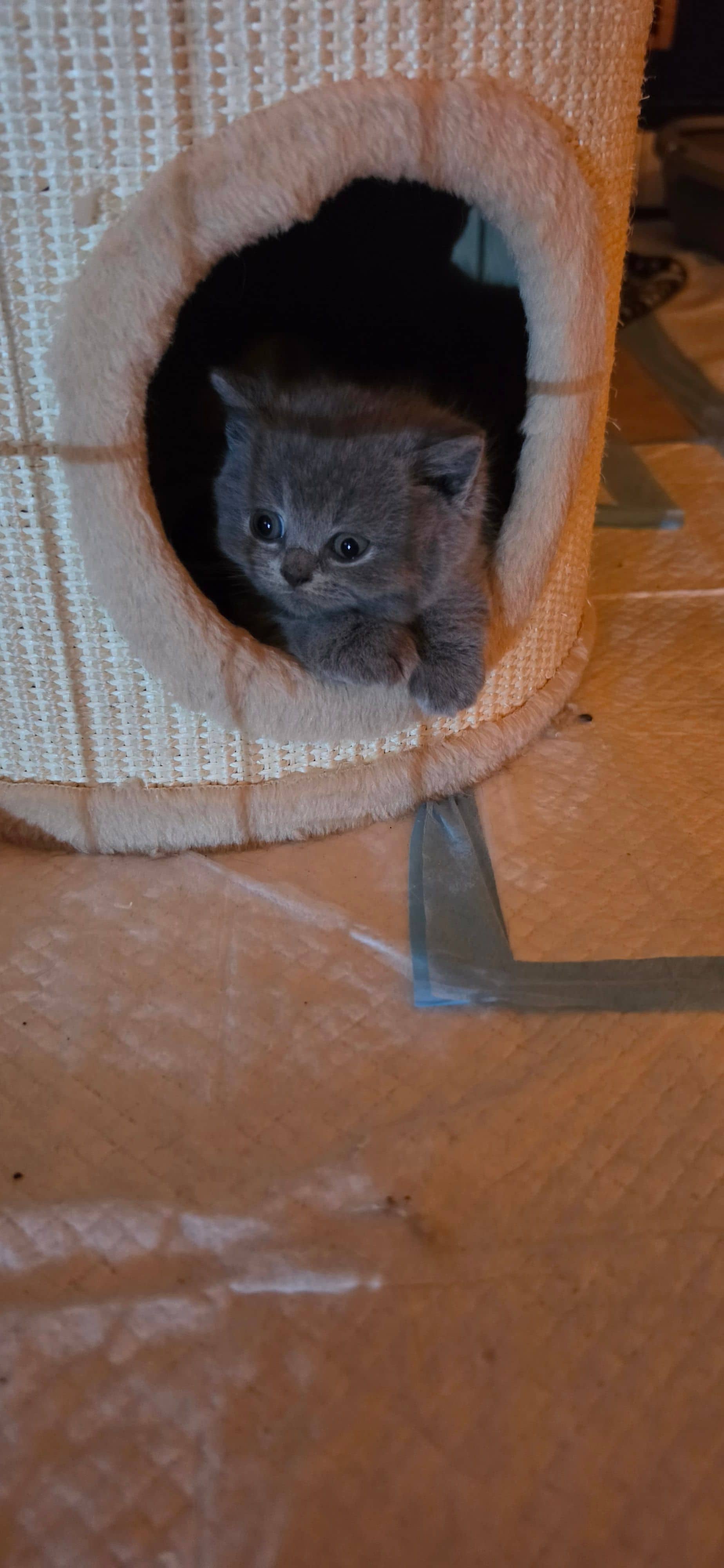 Brits Korthaar kitten te koop in Amersfoort: Britse korthaar kittens blauw en lilac langhaar
