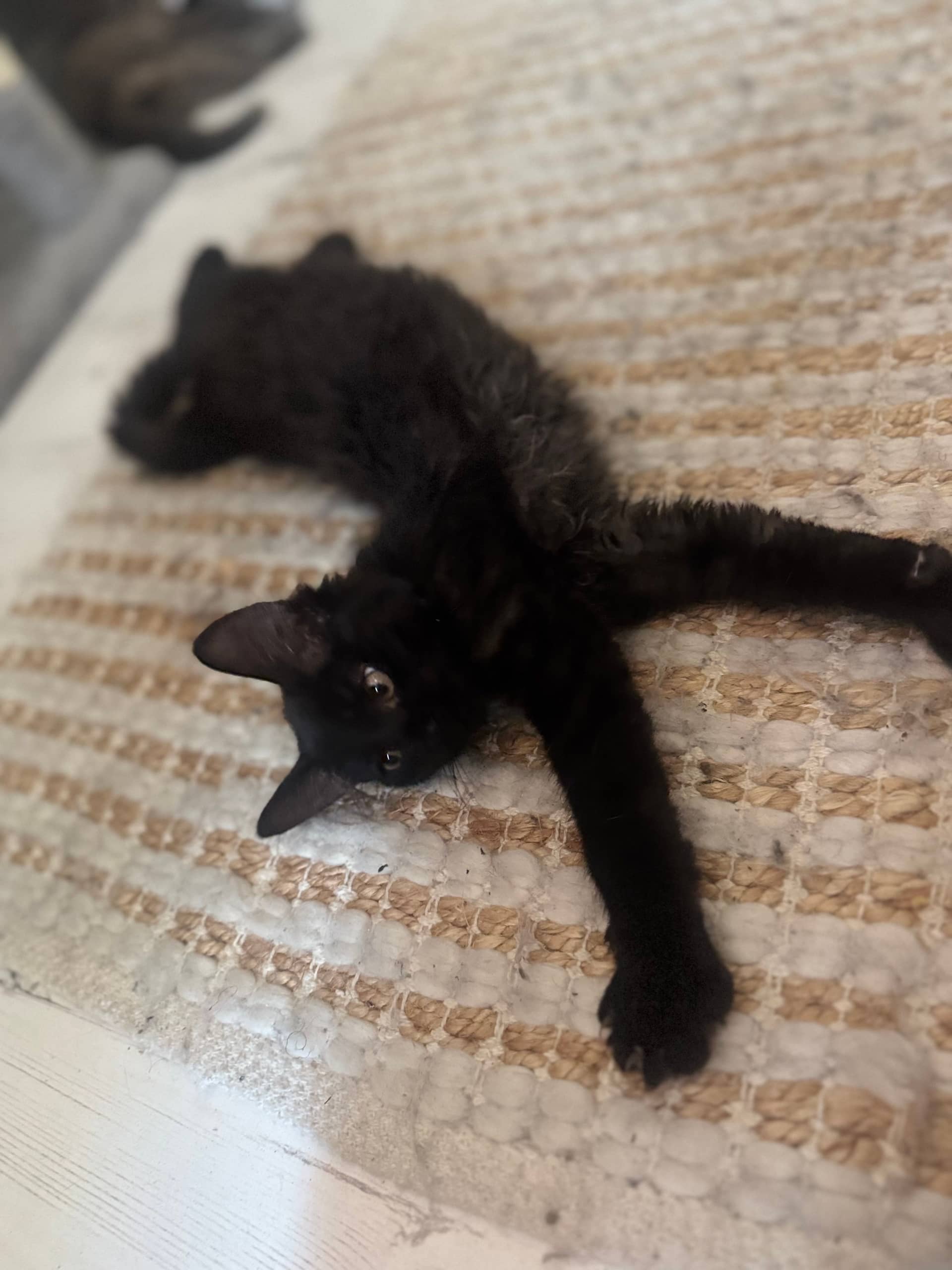 Maine Coon kitten te koop in Den Haag: Lumi zoekt een leuke baasje (Den Haag)