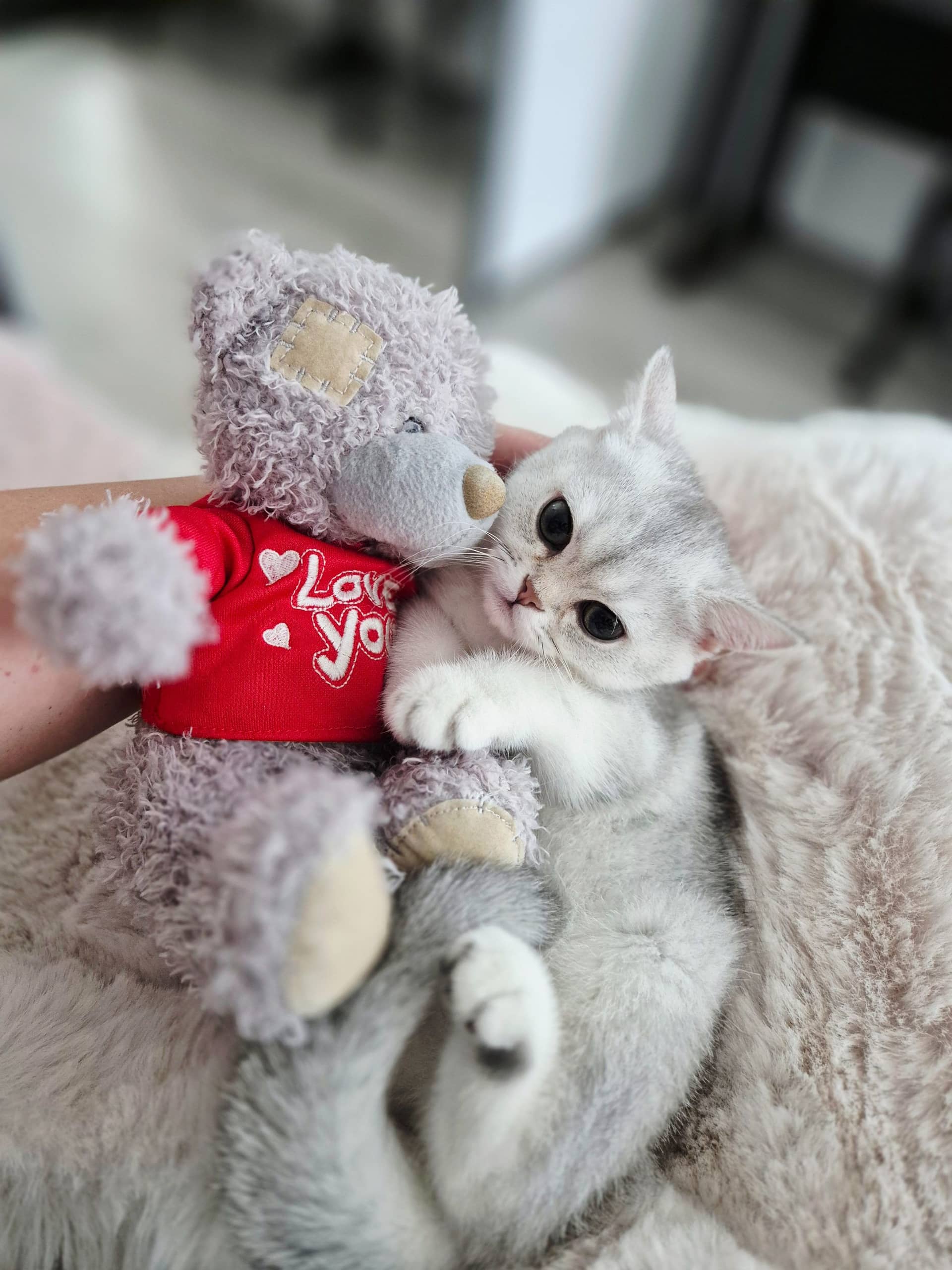 Brits Korthaar kitten te koop in Rotterdam: Brits korthaar poesje met stamboom van Mundikat