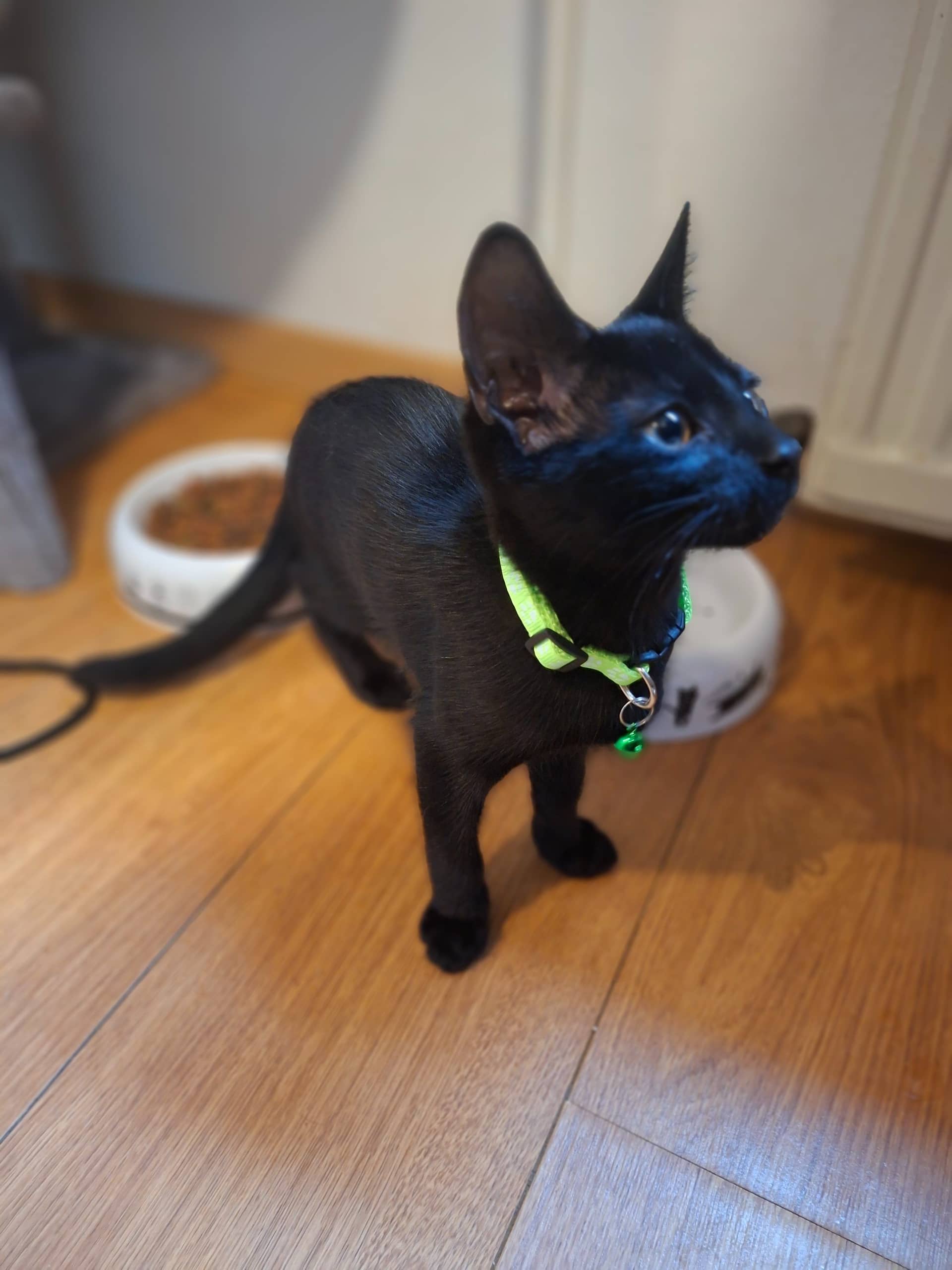 Europese Korthaar kitten te koop in Heerlen: Kitten te koop