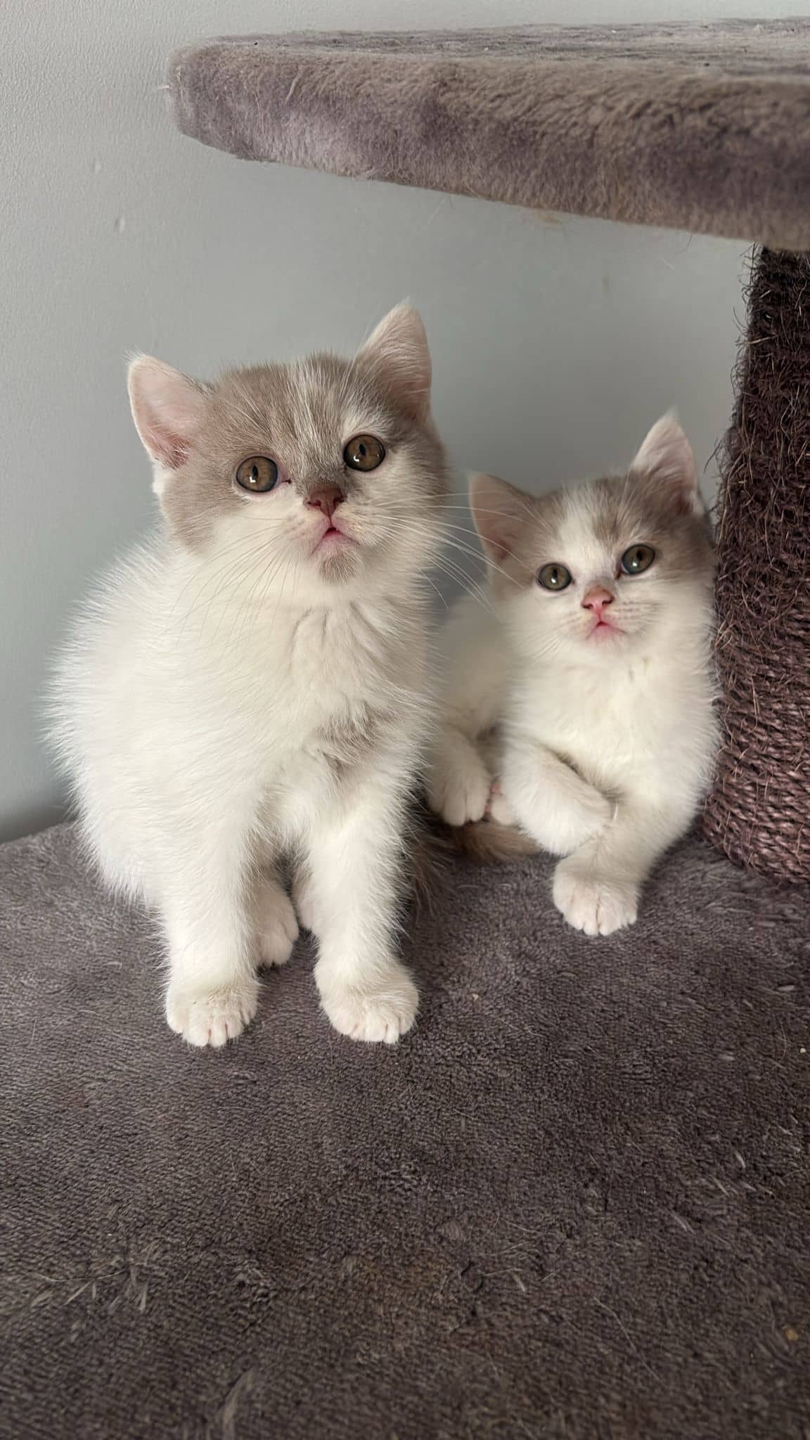 Brits Korthaar kitten te koop in Nijmegen: Brits Korthaar katertjes
