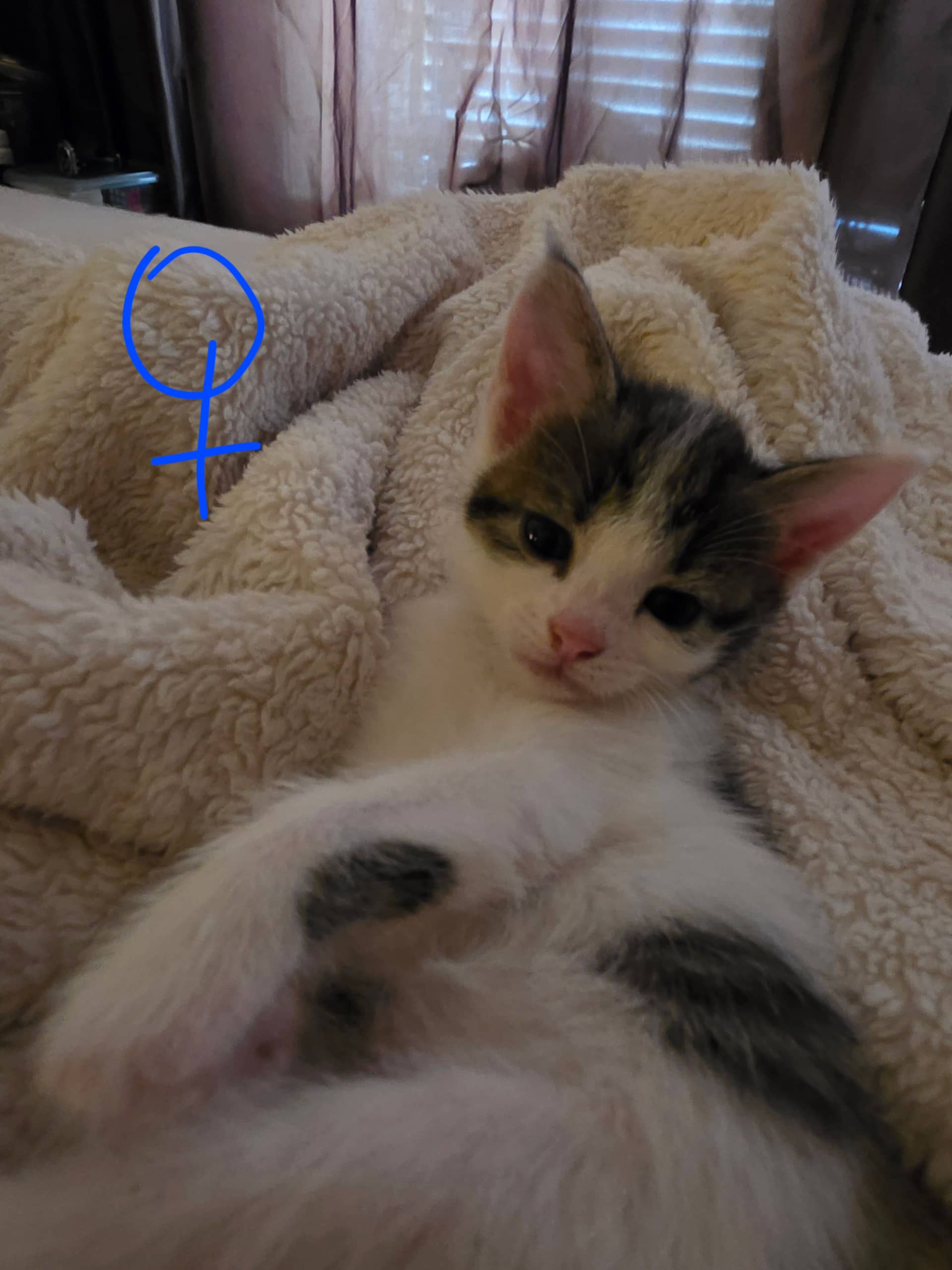 Europese Korthaar kitten te koop in Uithoorn: Mooie lieve kittens