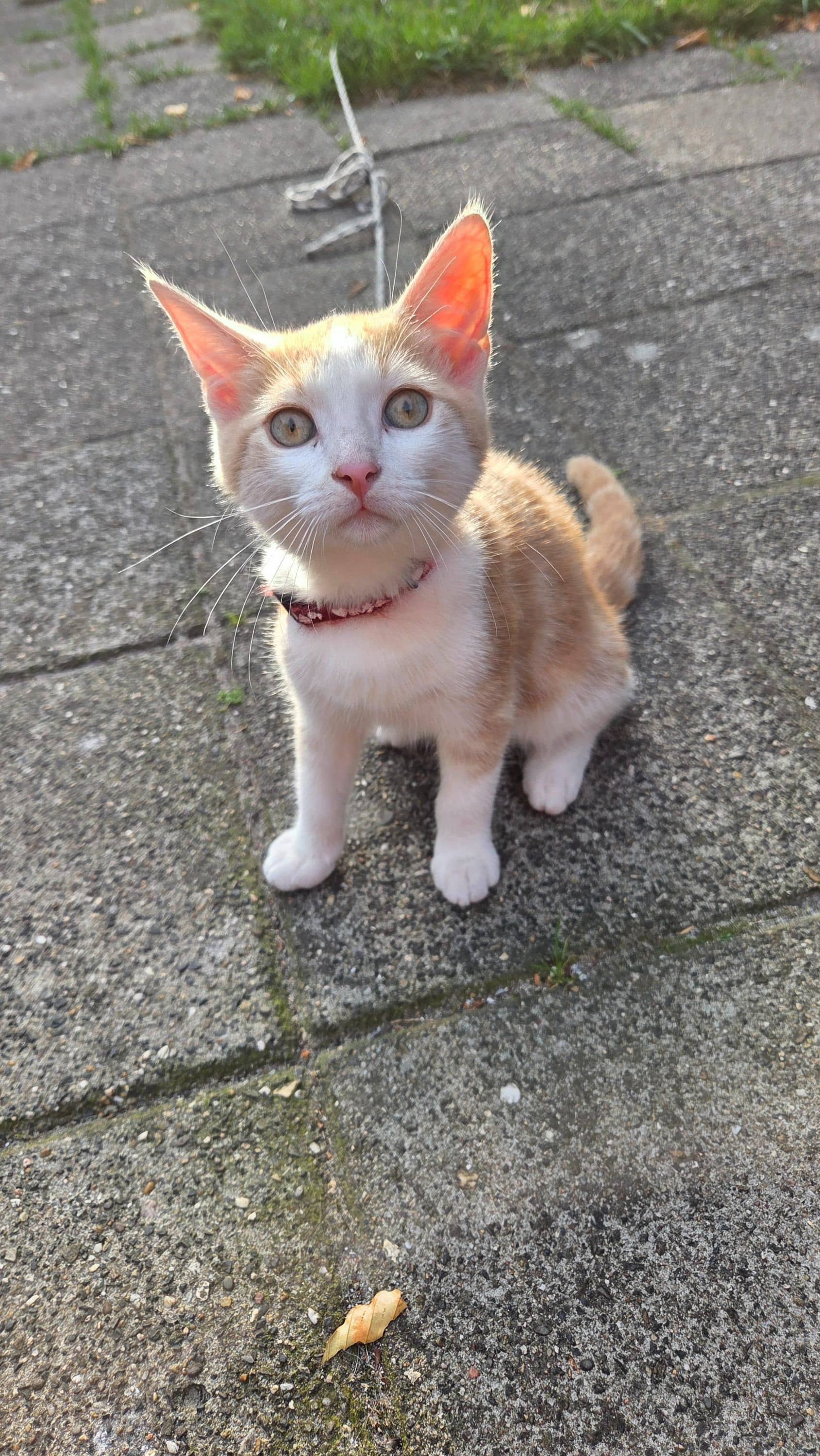 Europese Korthaar kitten te koop in Terwispel: 2 Kittens, Terwispel