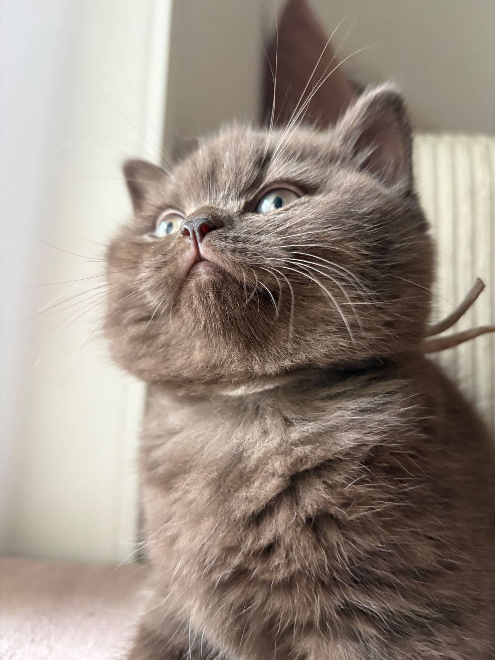 Brits Korthaar kitten te koop in Eindhoven: Nestje chocolate en lilac kittens