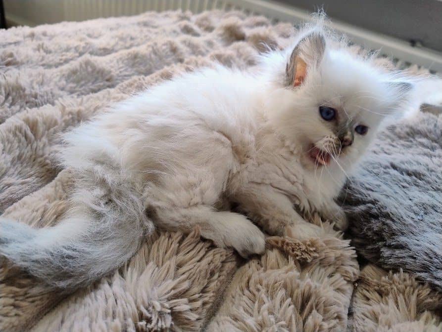 Ragdoll kitten te koop in Dokkum: Ragdoll kitten