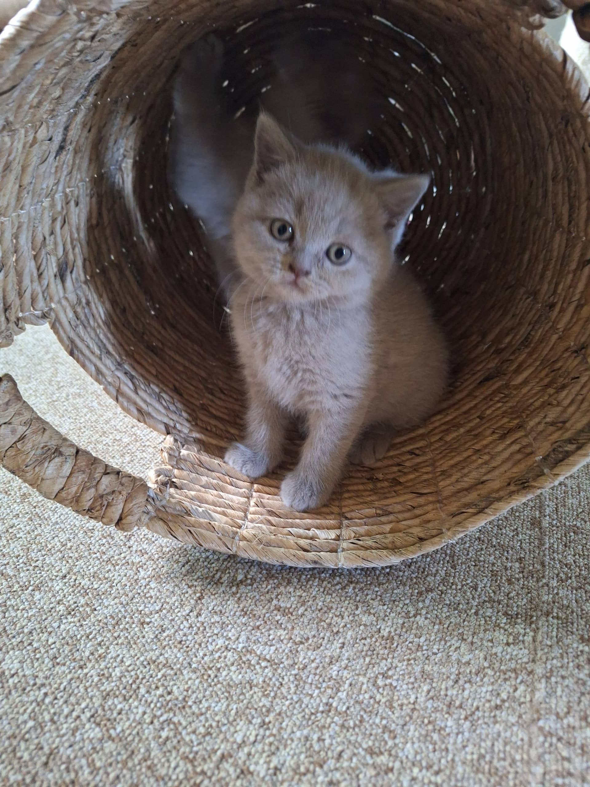 Brits Korthaar kitten te koop in Langbroek: Lieve Britse Korthaar kittens lilac en blauw/grijs