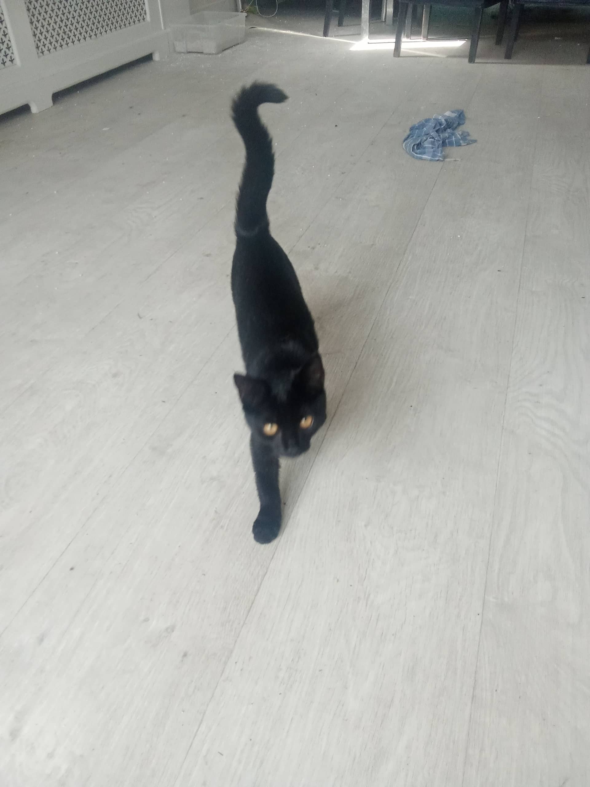 Huiskat kitten te koop in Den Haag: Zwarte kitten den haag