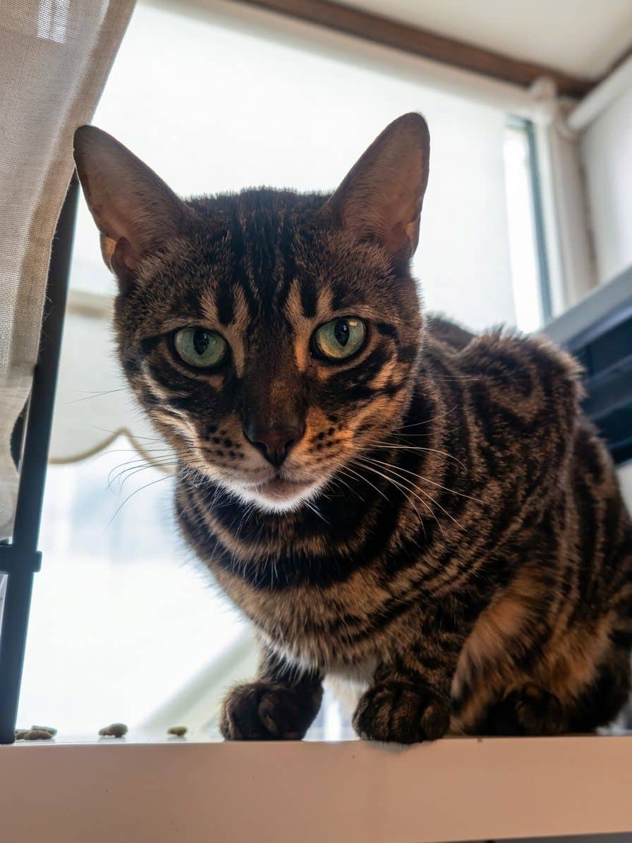 Bengaal kitten te koop in Amsterdam: Smokey zoekt een huis