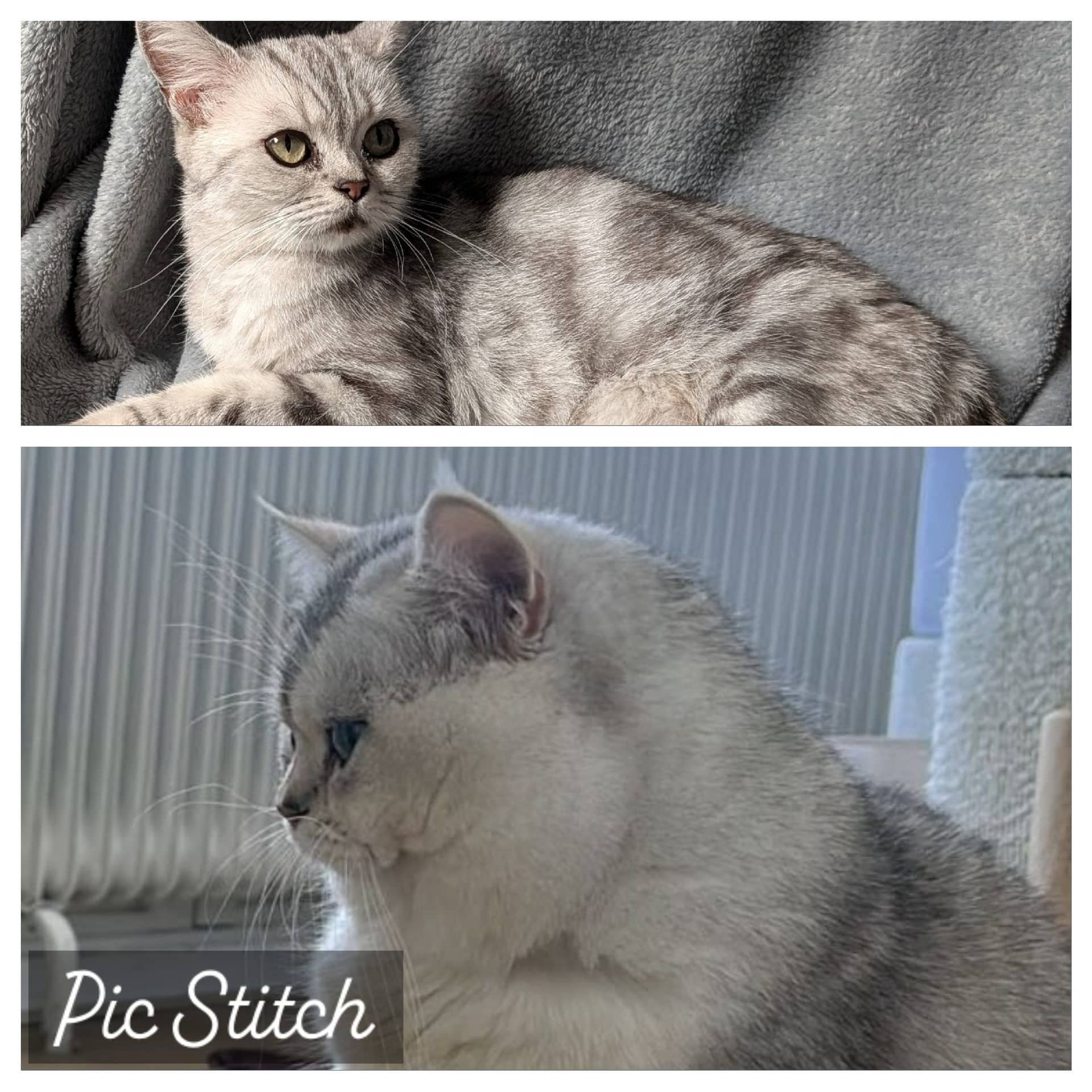 Brits Korthaar kitten te koop in Oudheusden: Britse korthaar kittens