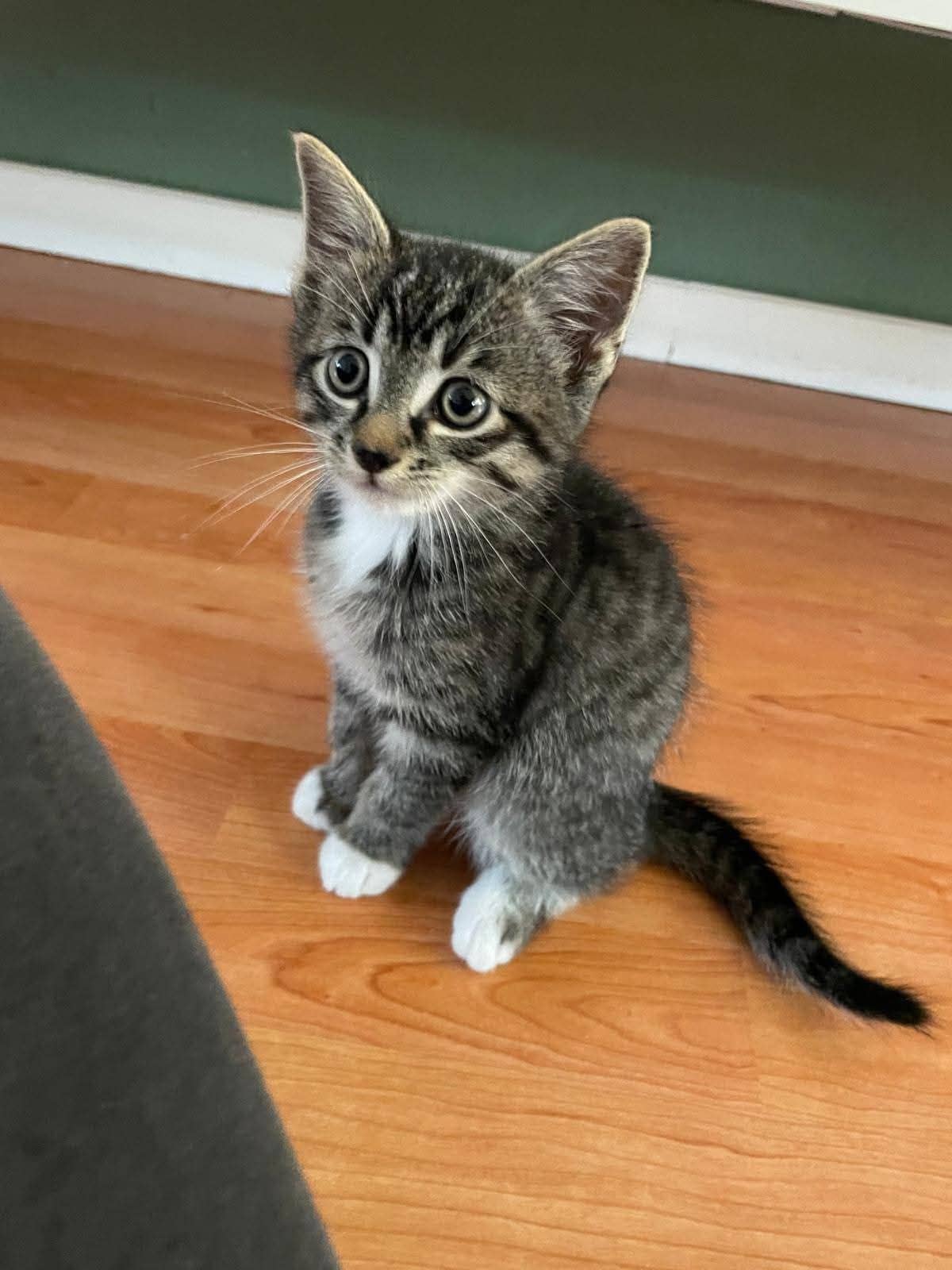 Europese Korthaar kitten te koop in Heerlen: 3 kittens beschikbaar (Europese korthaar)