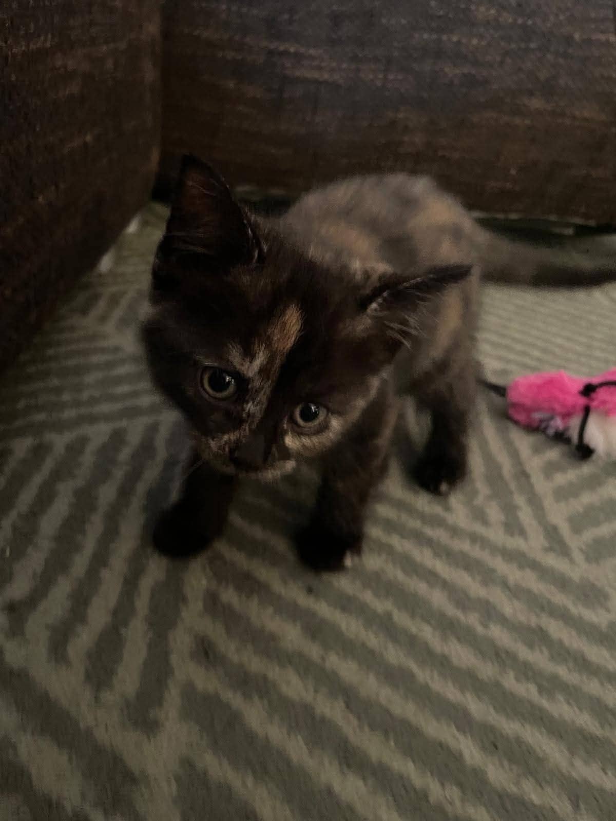 Europese Korthaar kitten te koop in Heerlen: Nog  1 kitten beschikbaar (Europese korthaar)