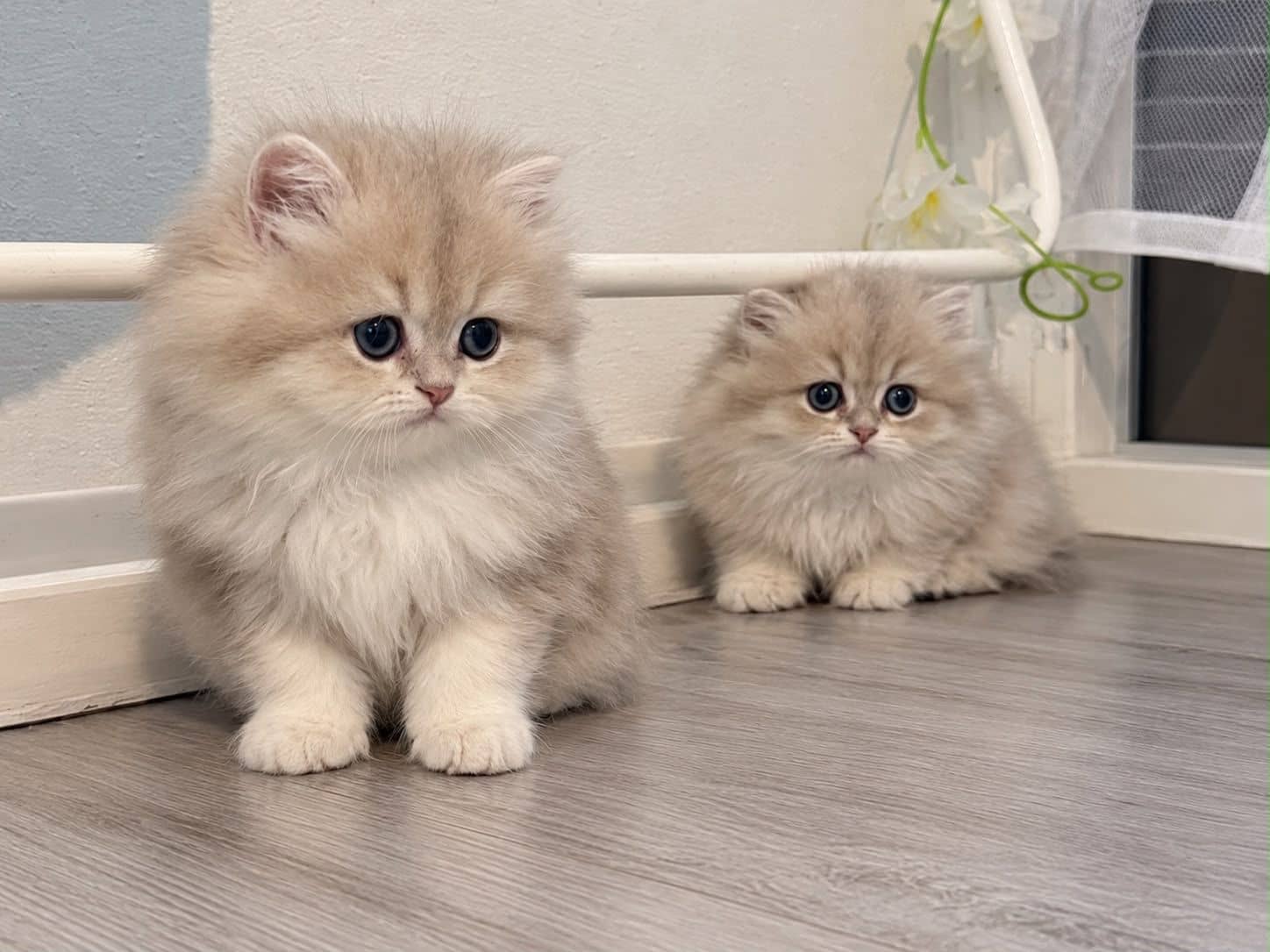 Brits Langhaar kitten te koop in Gouda: British langhaar kittens
