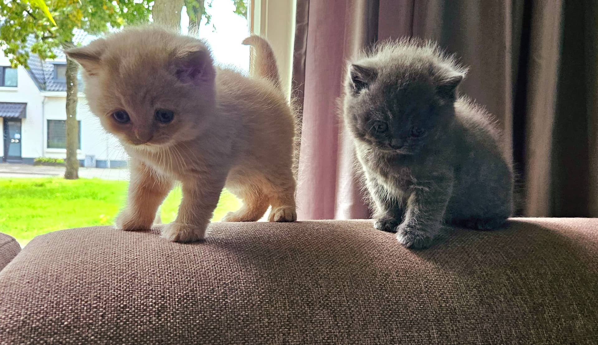 Brits Korthaar kitten te koop in Oss: Brits Korthaar katertjes (3) in Oss zoeken nieuw huisje!