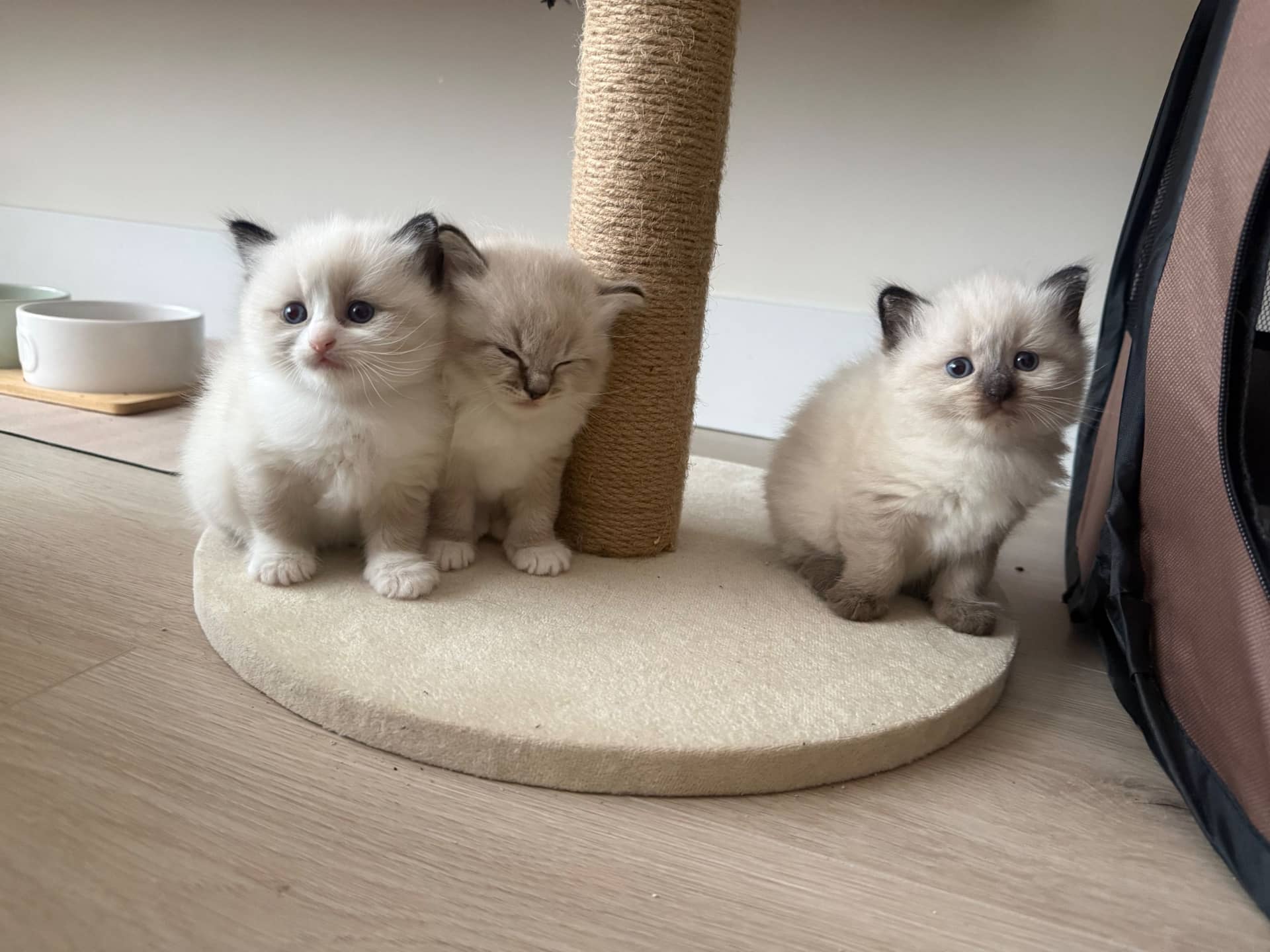 Ragdoll kitten te koop in Boskoop: Ragdoll kittens
