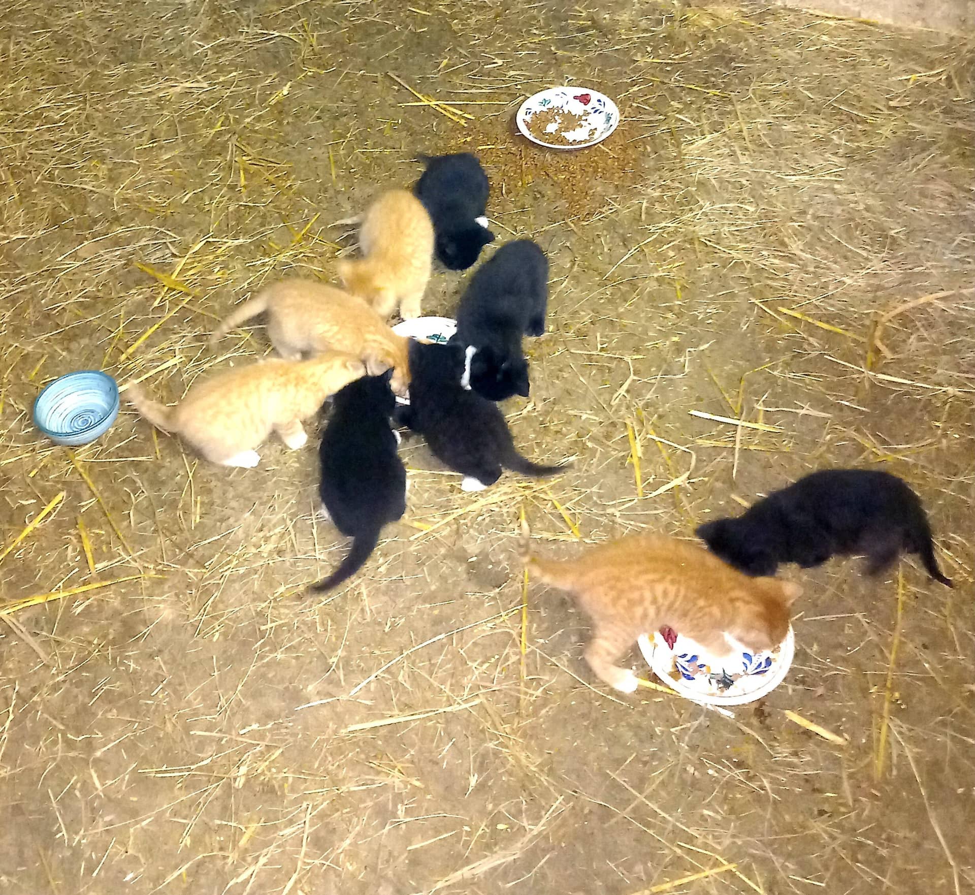 Europese Korthaar kitten te koop in Werkendam: Boerderijkatjes te koop