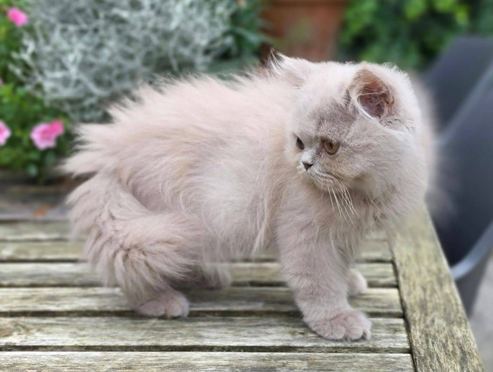Brits Korthaar kitten te koop in Capelle aan den ijssel: Brits korthaar en Brits langhaar