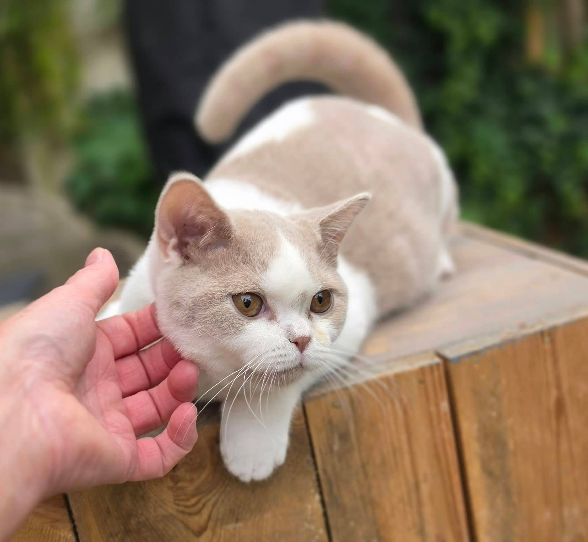 Brits Korthaar kitten te koop in Capelle aan den ijssel: Brits korthaar katertje