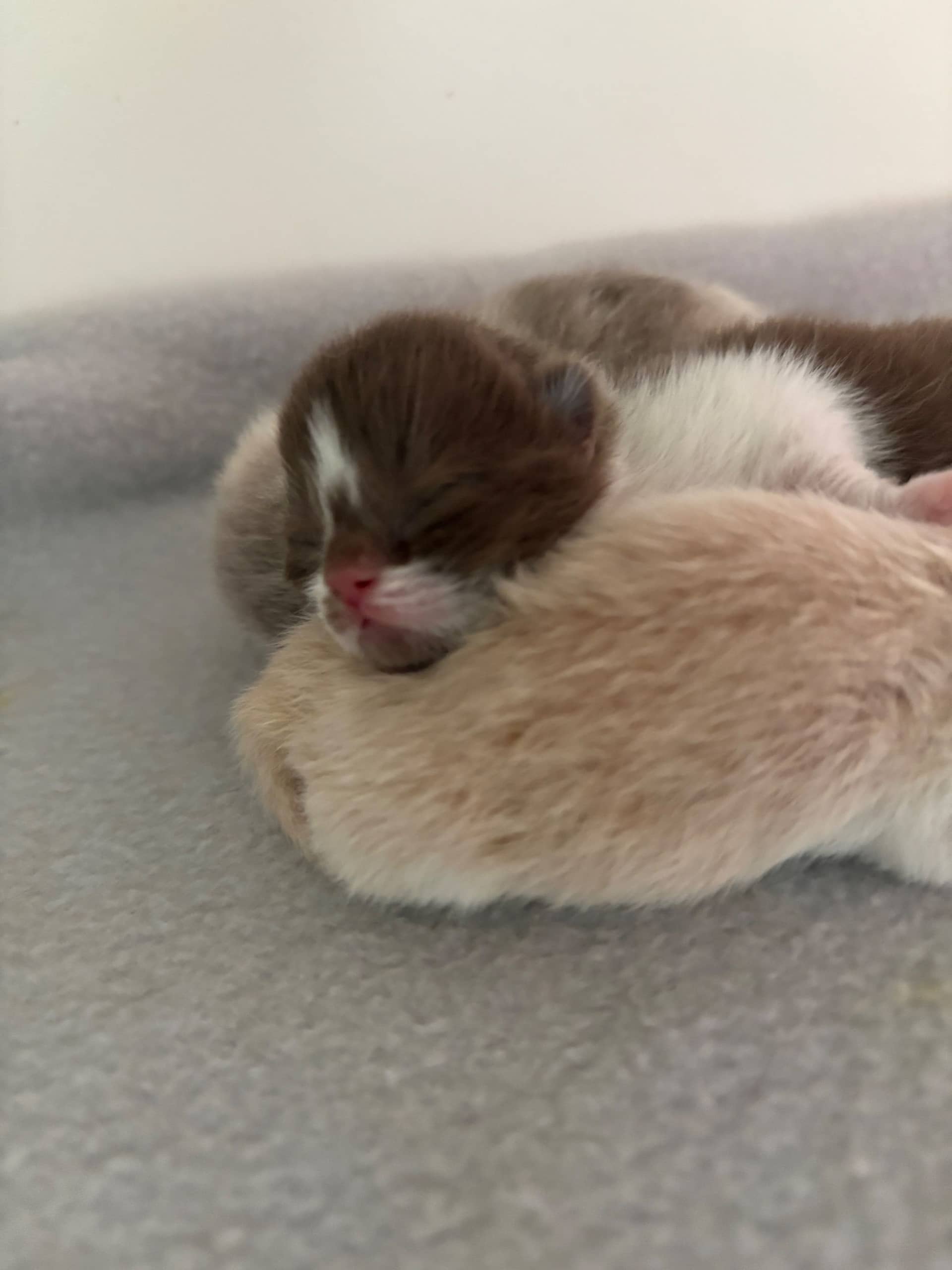 Brits Korthaar kitten te koop in Eindhoven: Nestje Brits korthaar