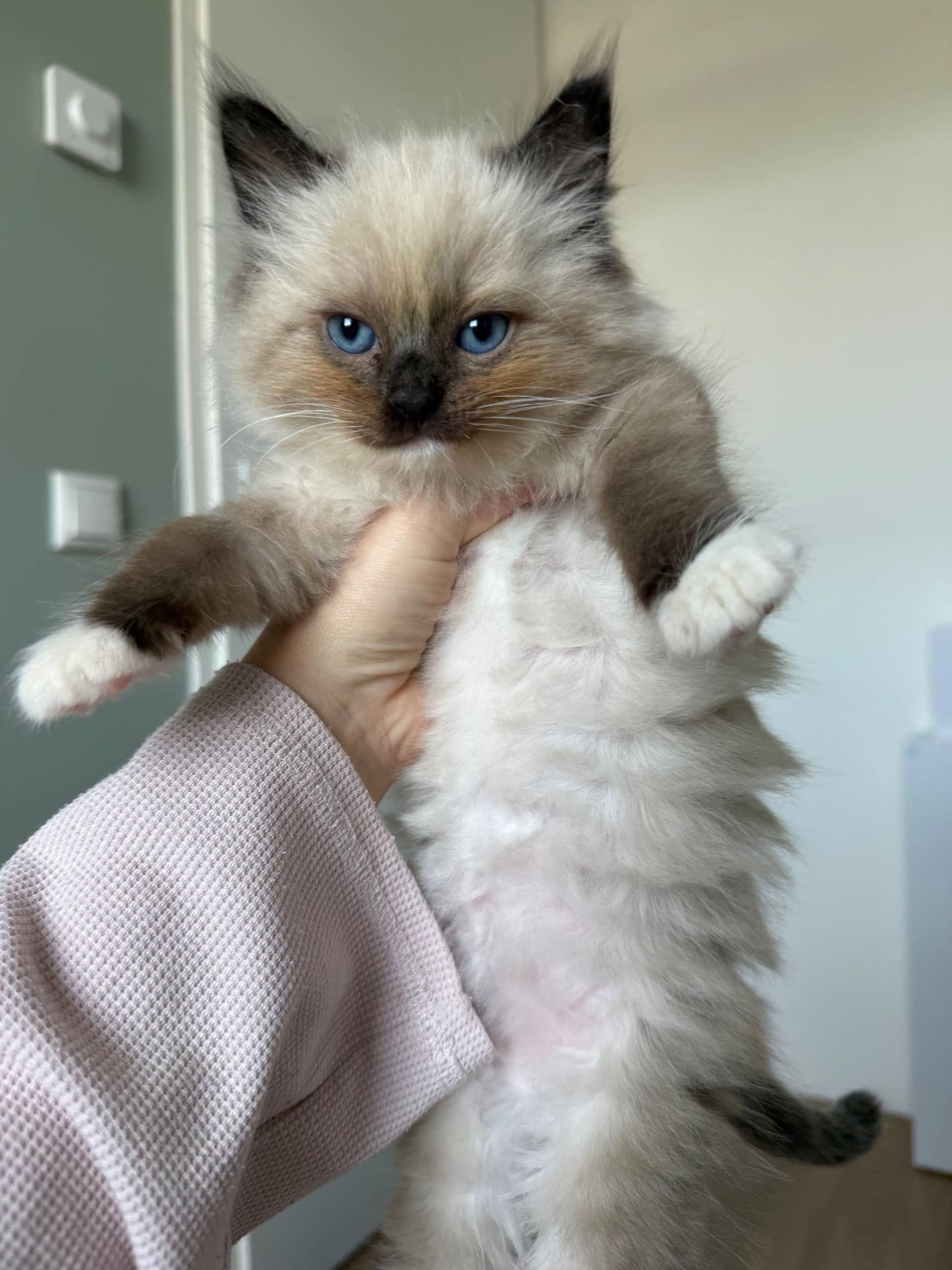 Ragdoll kitten te koop in Wirdum: Twee ragdoll kittens zoeken gouden mandje