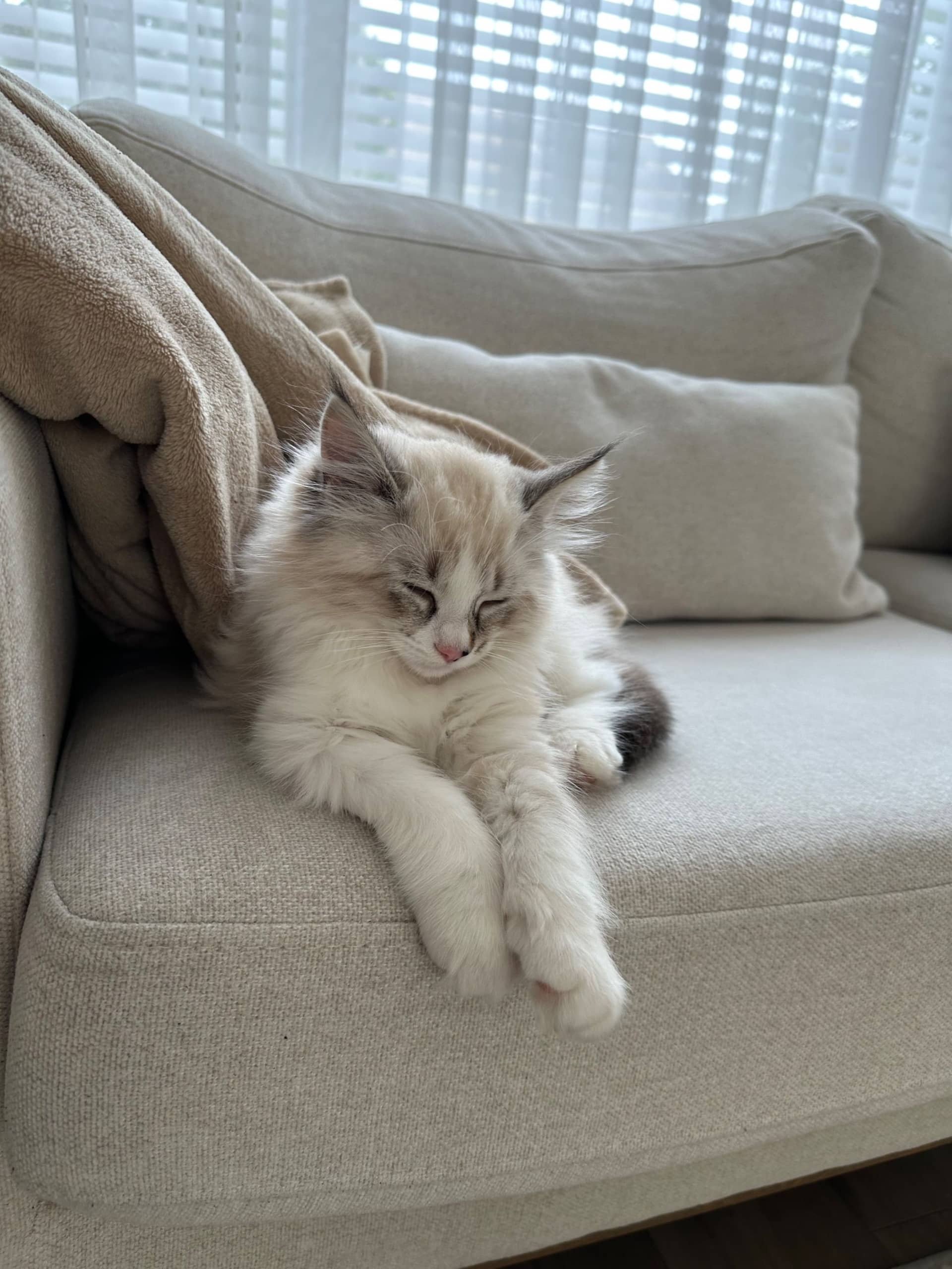 Ragdoll kitten te koop in Haaksbergen: Ragdoll kitten katertje uit Haaksbergen