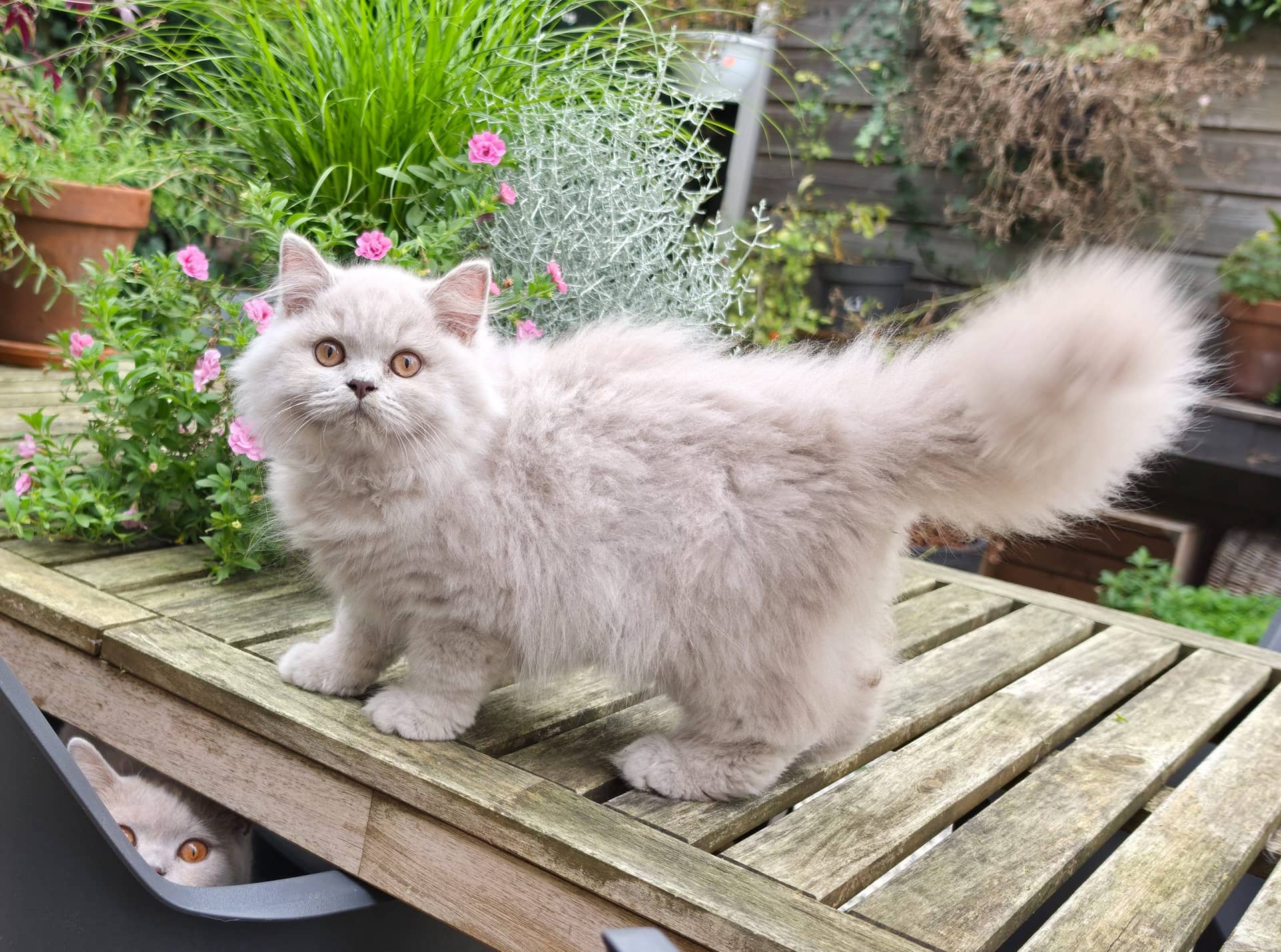 Brits Langhaar kitten te koop in Capelle aan den ijssel: Brits langhaar