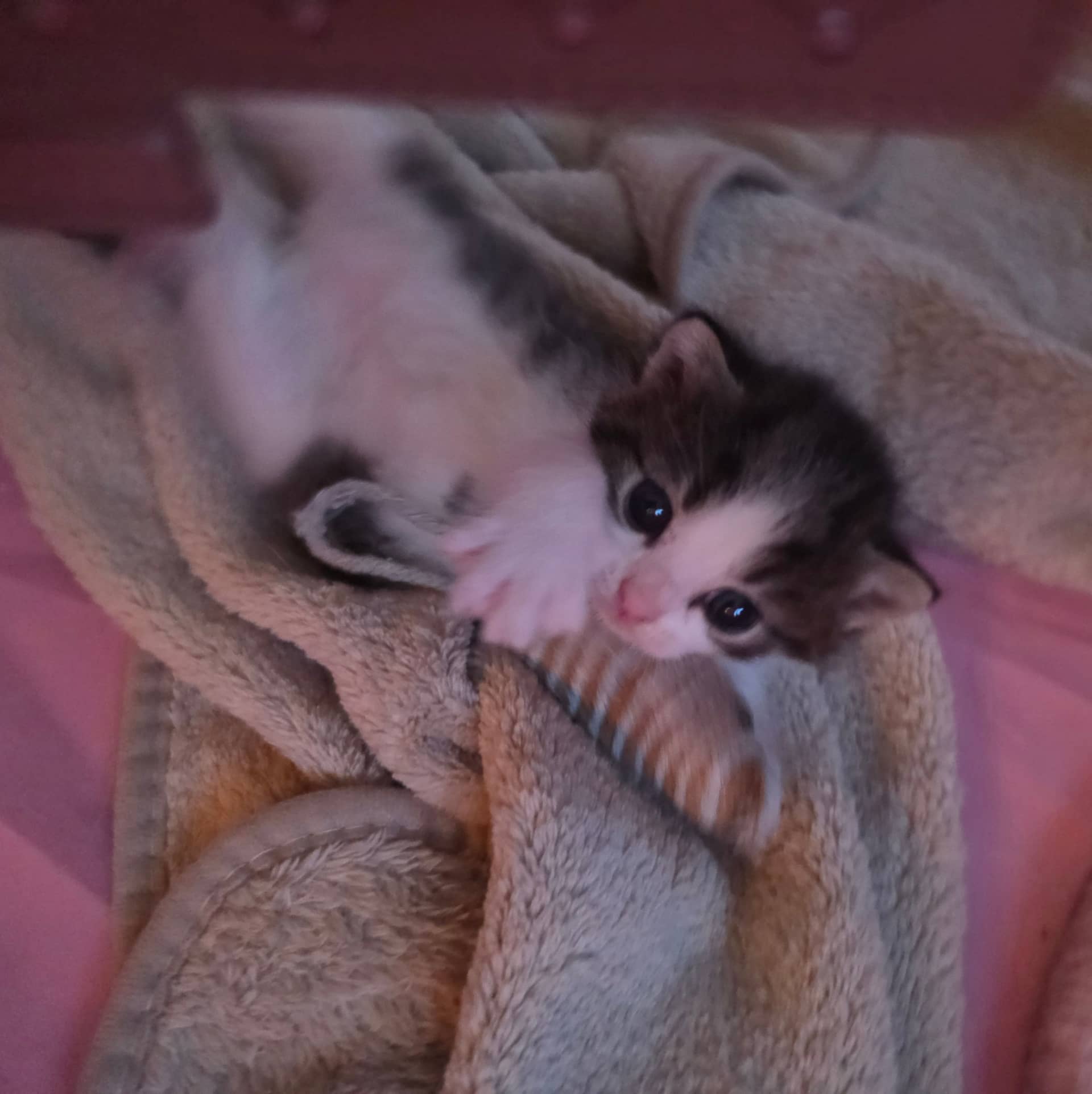 Ragdoll kitten te koop in Zoetermeer: Halve ragdoll kittens op zoek naar goude mandje