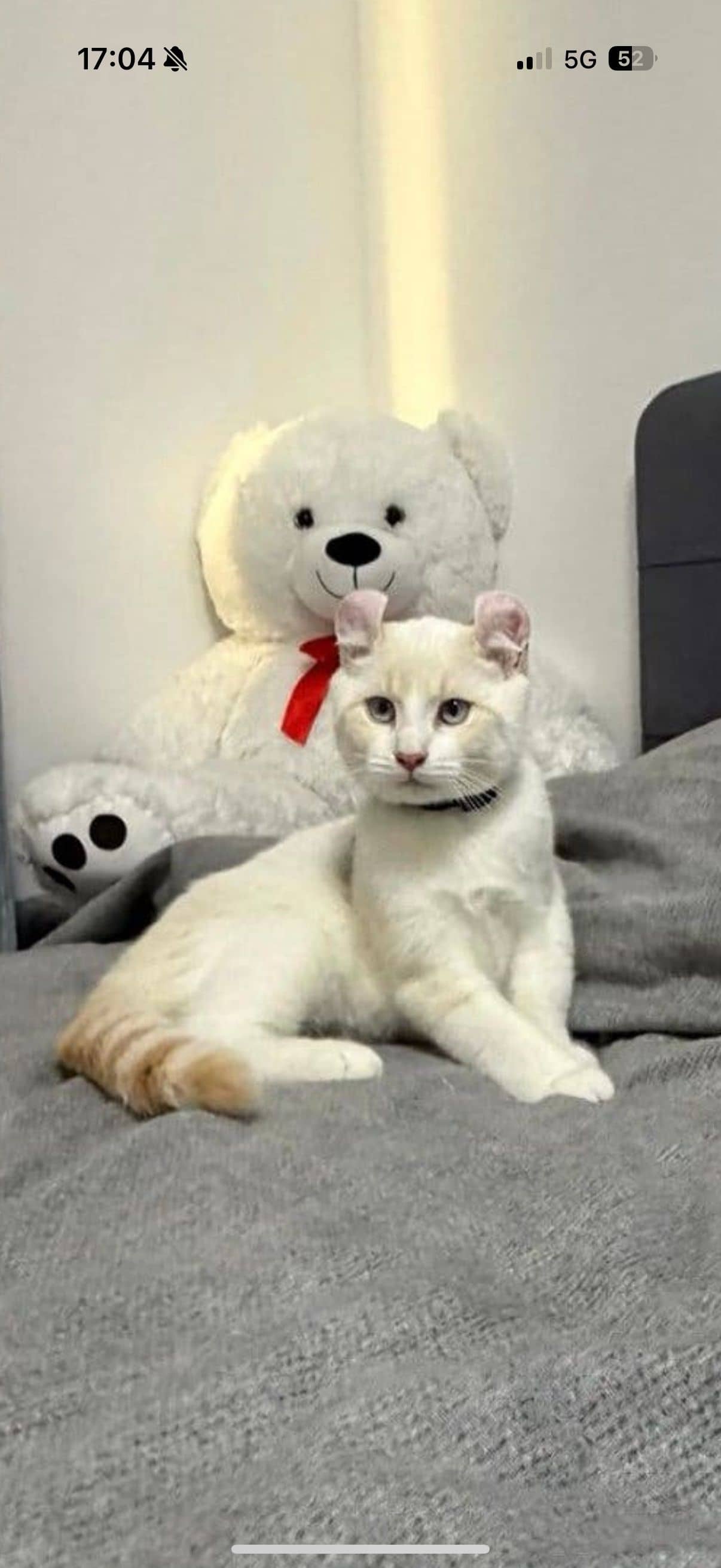 American Curl kitten te koop in Elst: American curl kitten 05/2026