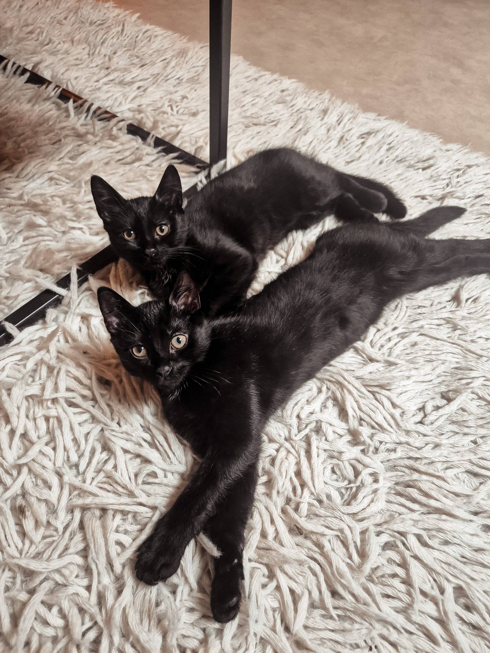 Huiskat kitten te koop in Almelo: 2 kittens donkerbruin - moeder Maine Coon X Brits langhaar