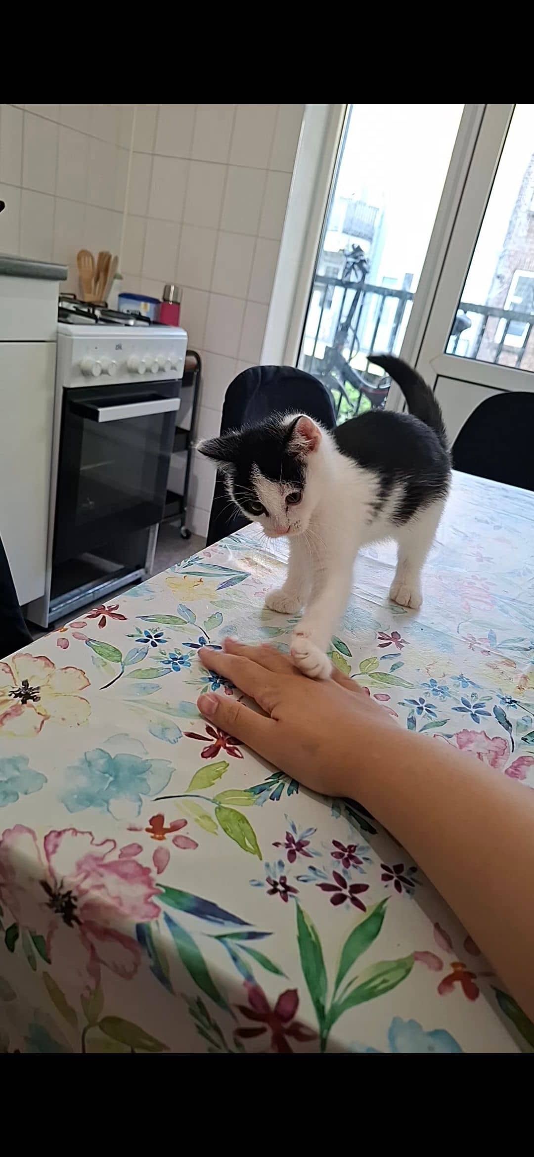 Huiskat kitten te koop in Rotterdam: Kitten 10 weken