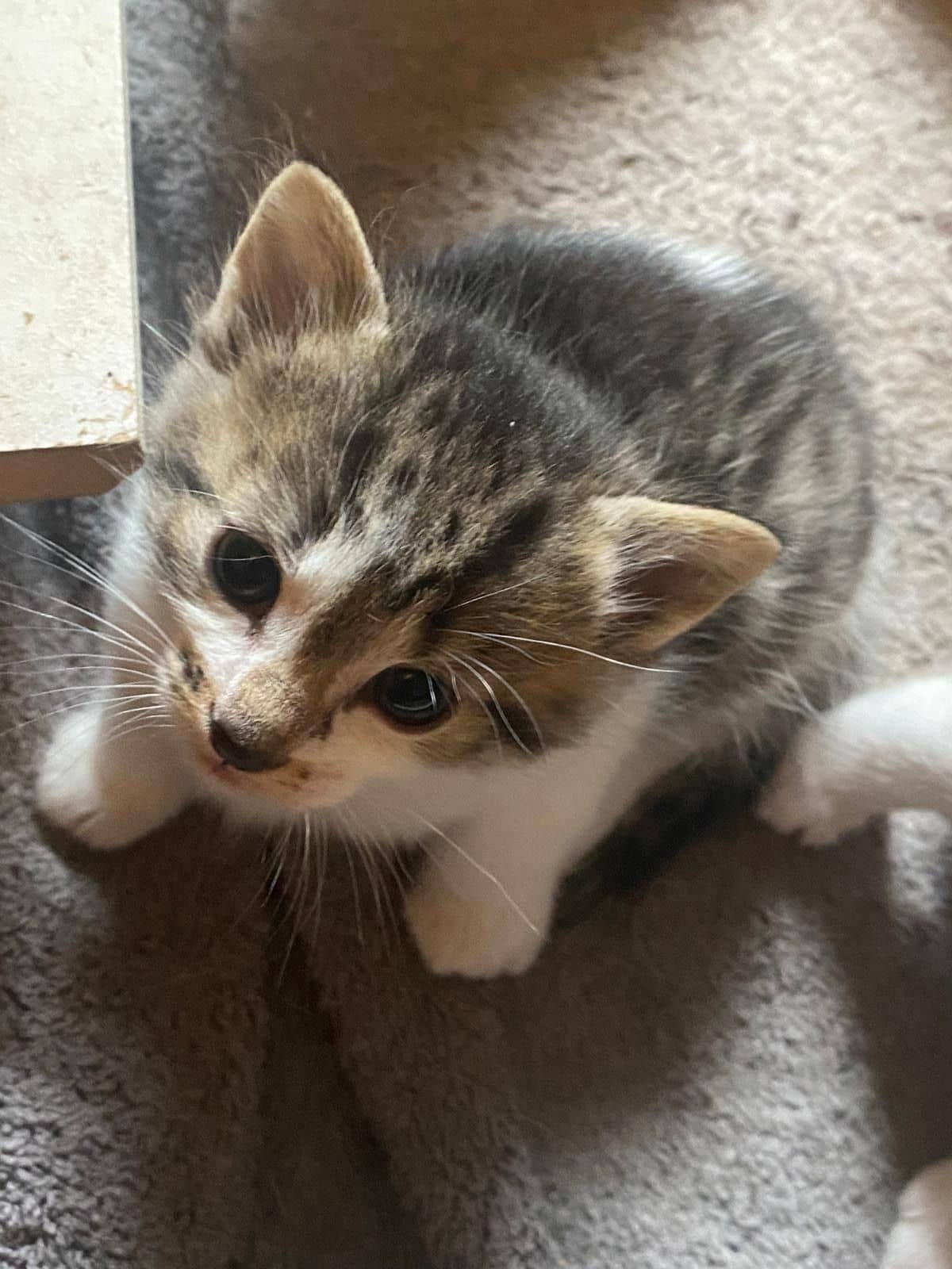 Europese Korthaar kitten te koop in SINT GEERTRUID: Europese korthaar kittens te koop!