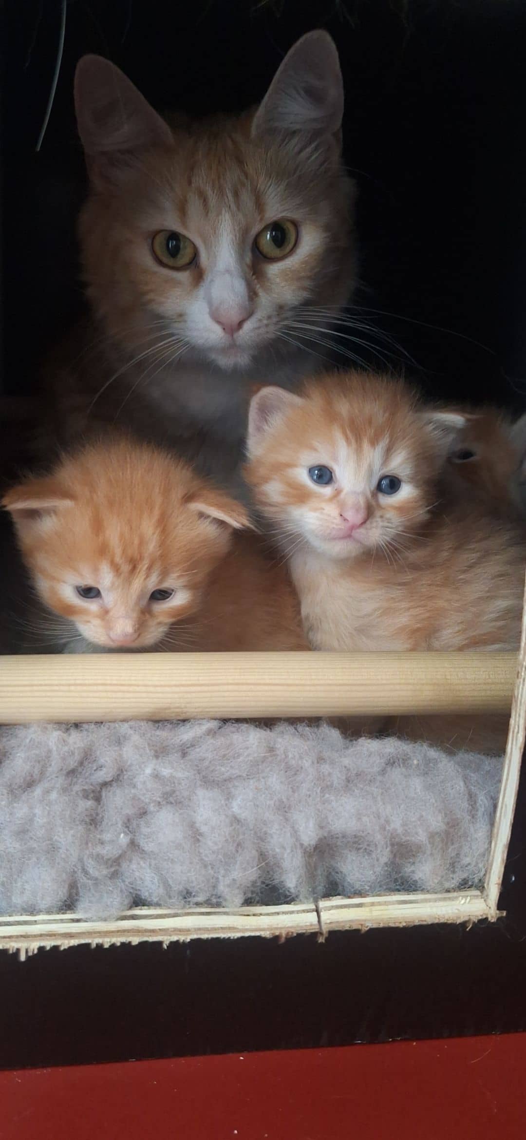 Maine Coon kitten te koop in Rotterdam: Prachtige 3/4 Maine Coon & Noorse Boskat tijgertjes