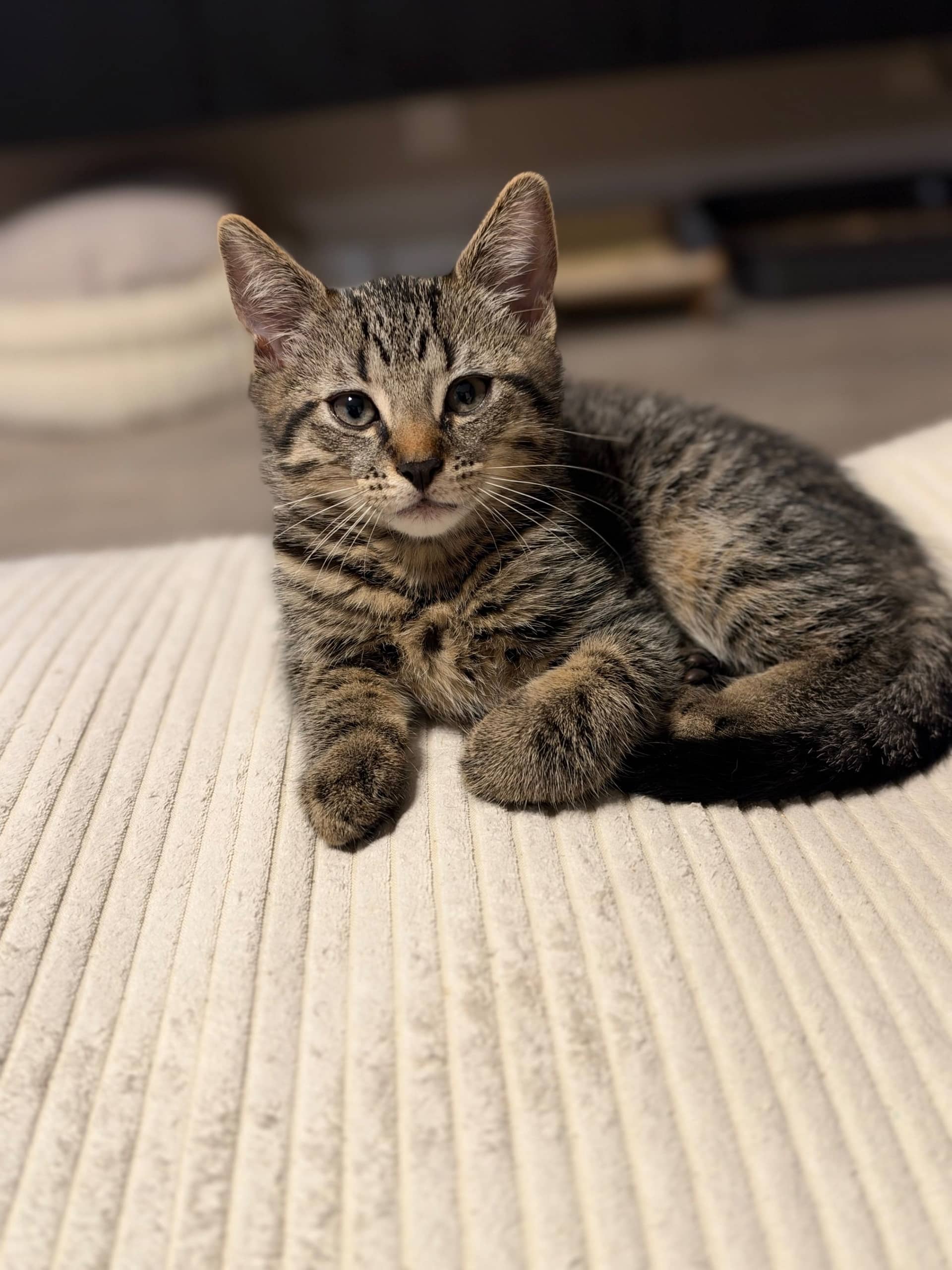 Brits Korthaar kitten te koop in Purmerend: Britse korthaar uit Purmerend