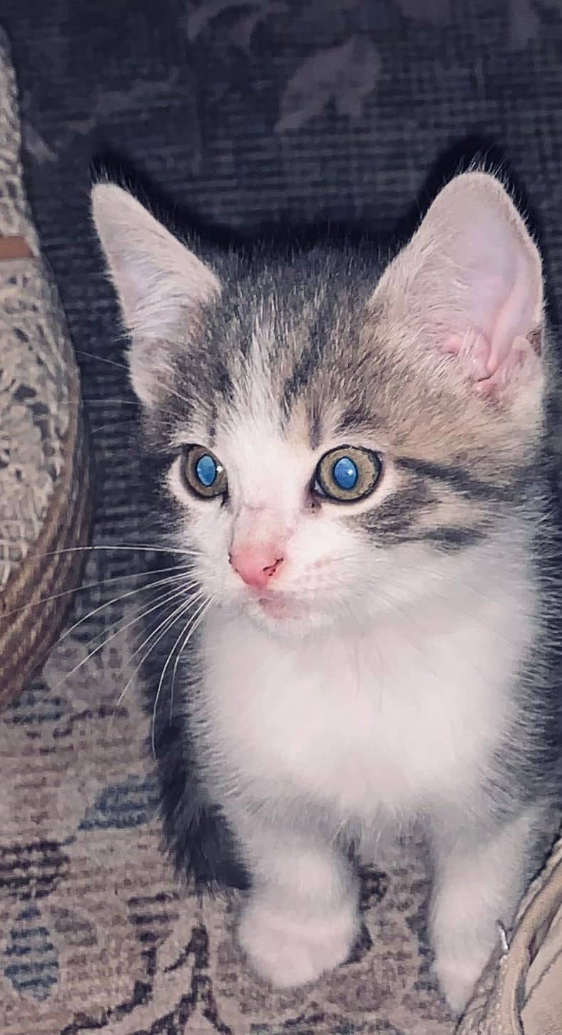 Europese Korthaar kitten te koop in Abcoude / Vinkeveen: Supermooi kitten(s) abcoude, Vinkeveen op zoek naar liefdevol nieuw huis