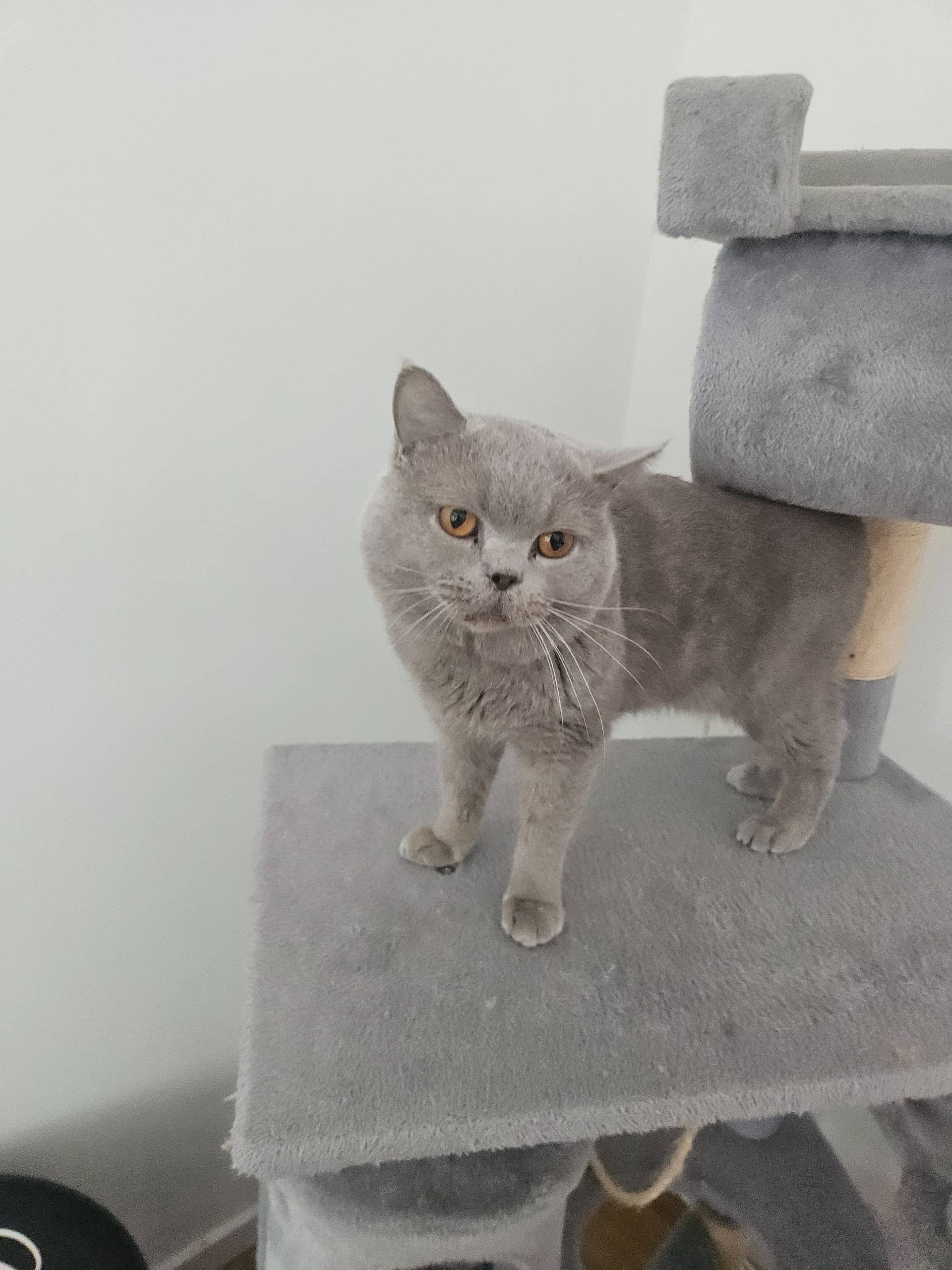 Brits Korthaar kitten te koop in Venlo: Britse Korthaar 2.5 jaar
