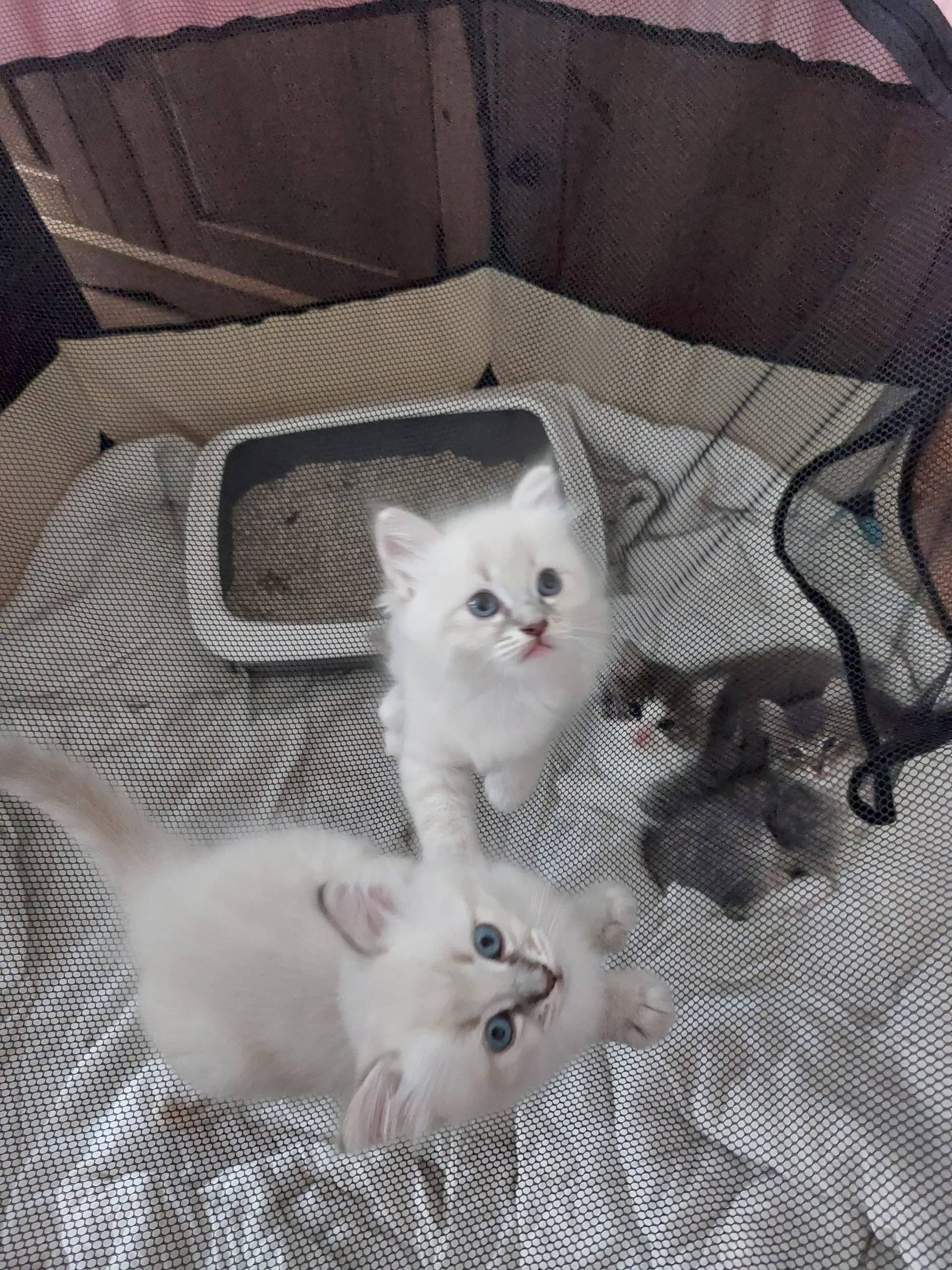Ragdoll kitten te koop in De Lier: ragdoll kittens zijn klaar om naar hun for ever home te gaan