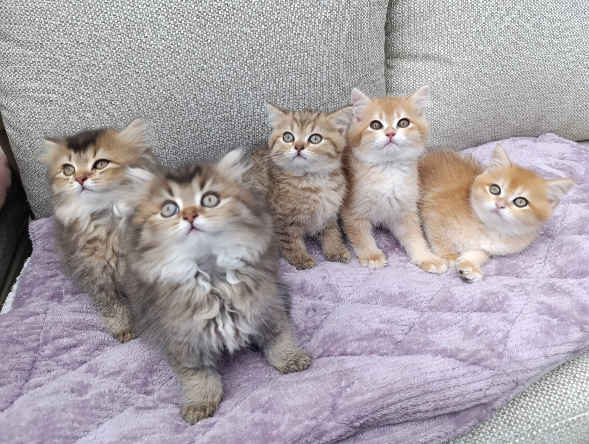 Brits Korthaar kitten te koop in WERKENDAM: Brits korthaar en langhaar kittens