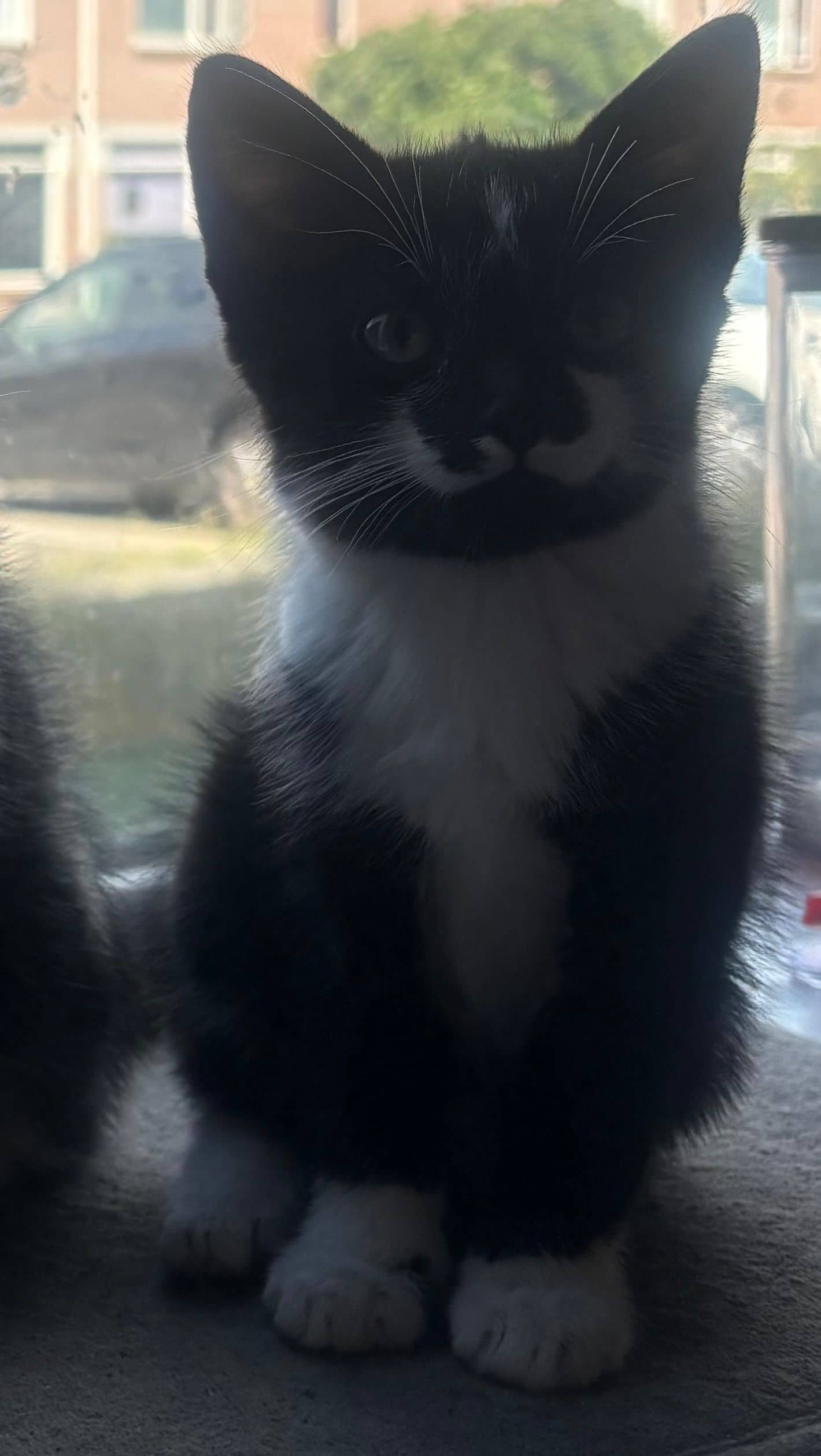 Europese Korthaar kitten te koop in Nijverdal: Prachtige Kitten zoekt vanaf begin Sept een thuis