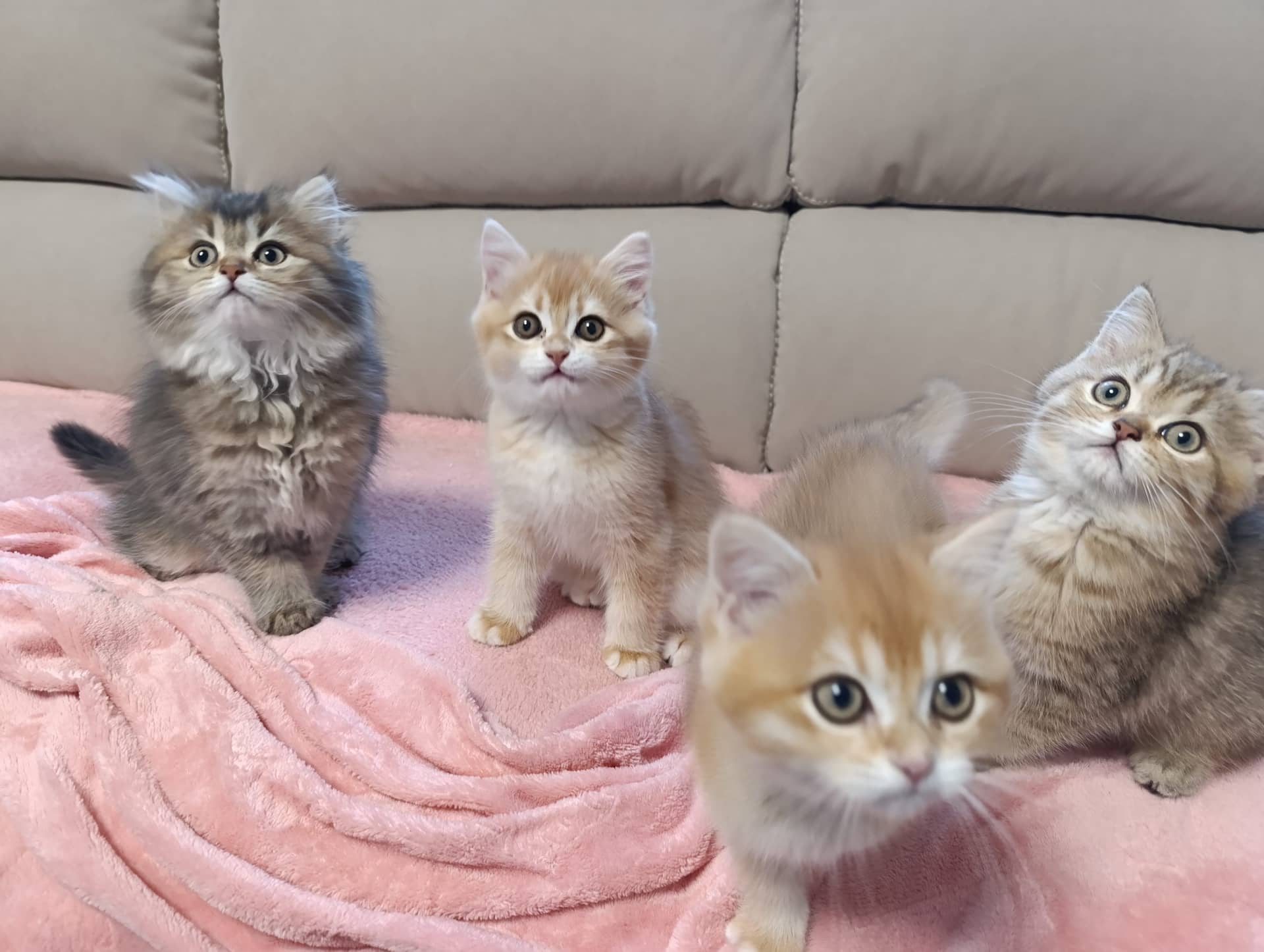 Brits Korthaar kitten te koop in WERKENDAM: Brits korthaar en langhaar kittens