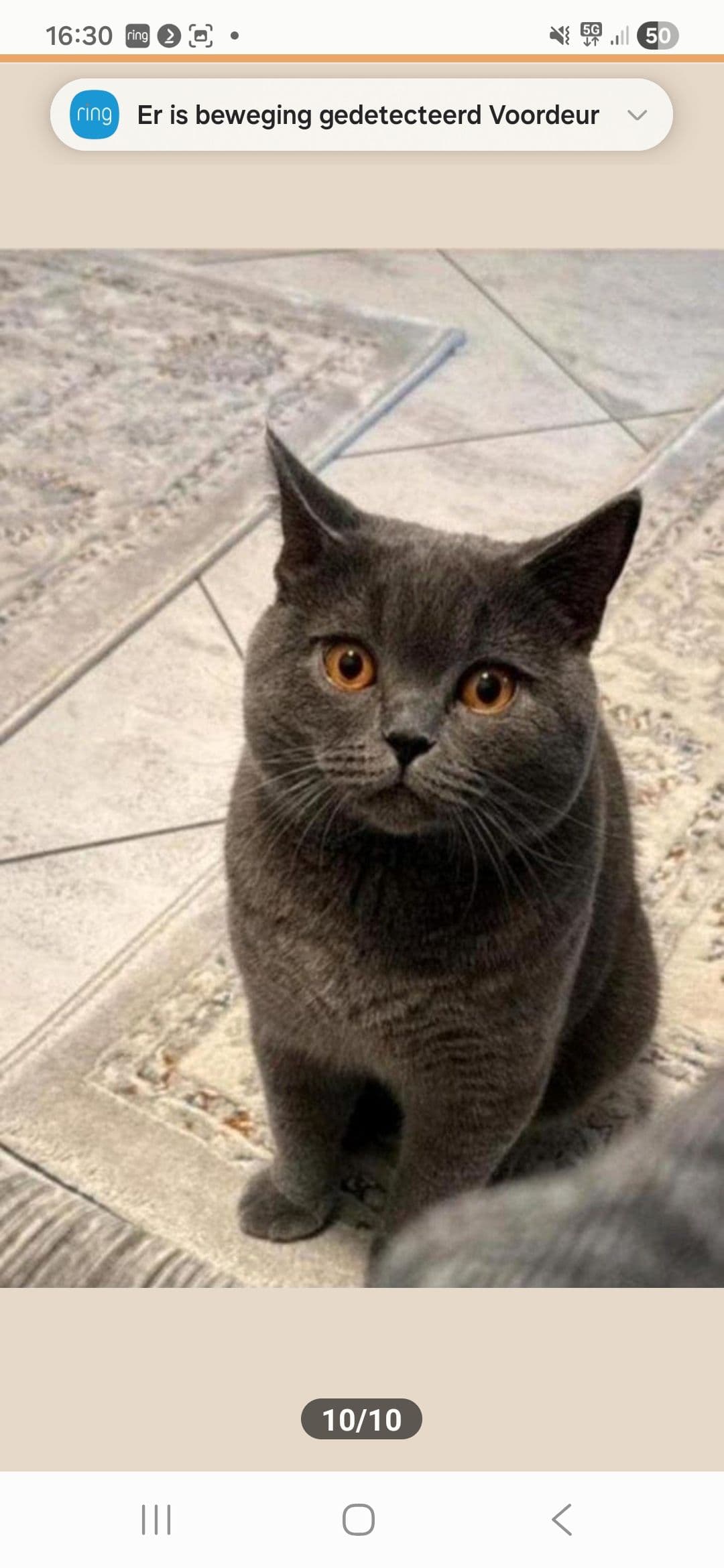 Vader van Britse korthaar kittens
