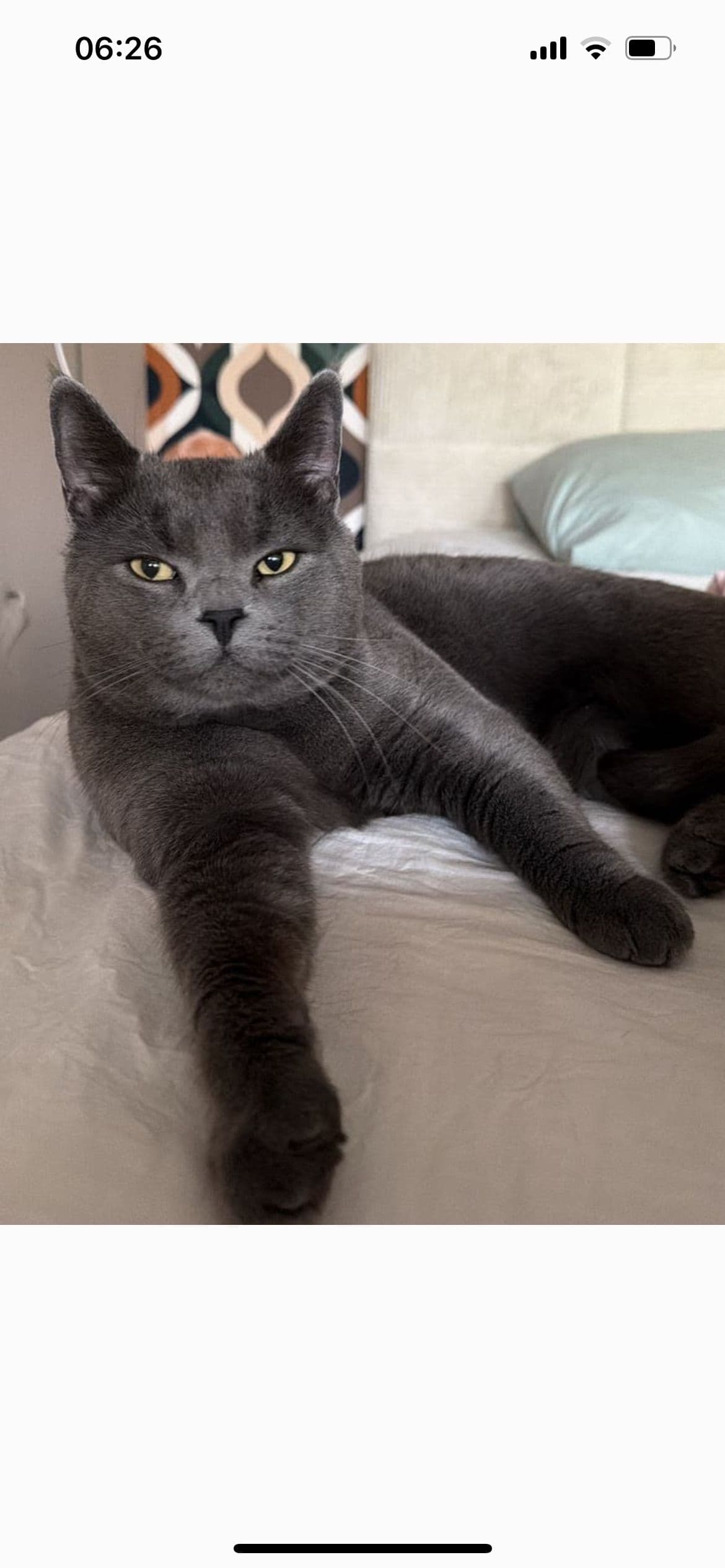 Vader van Britse korthaar kittens laatste 3
